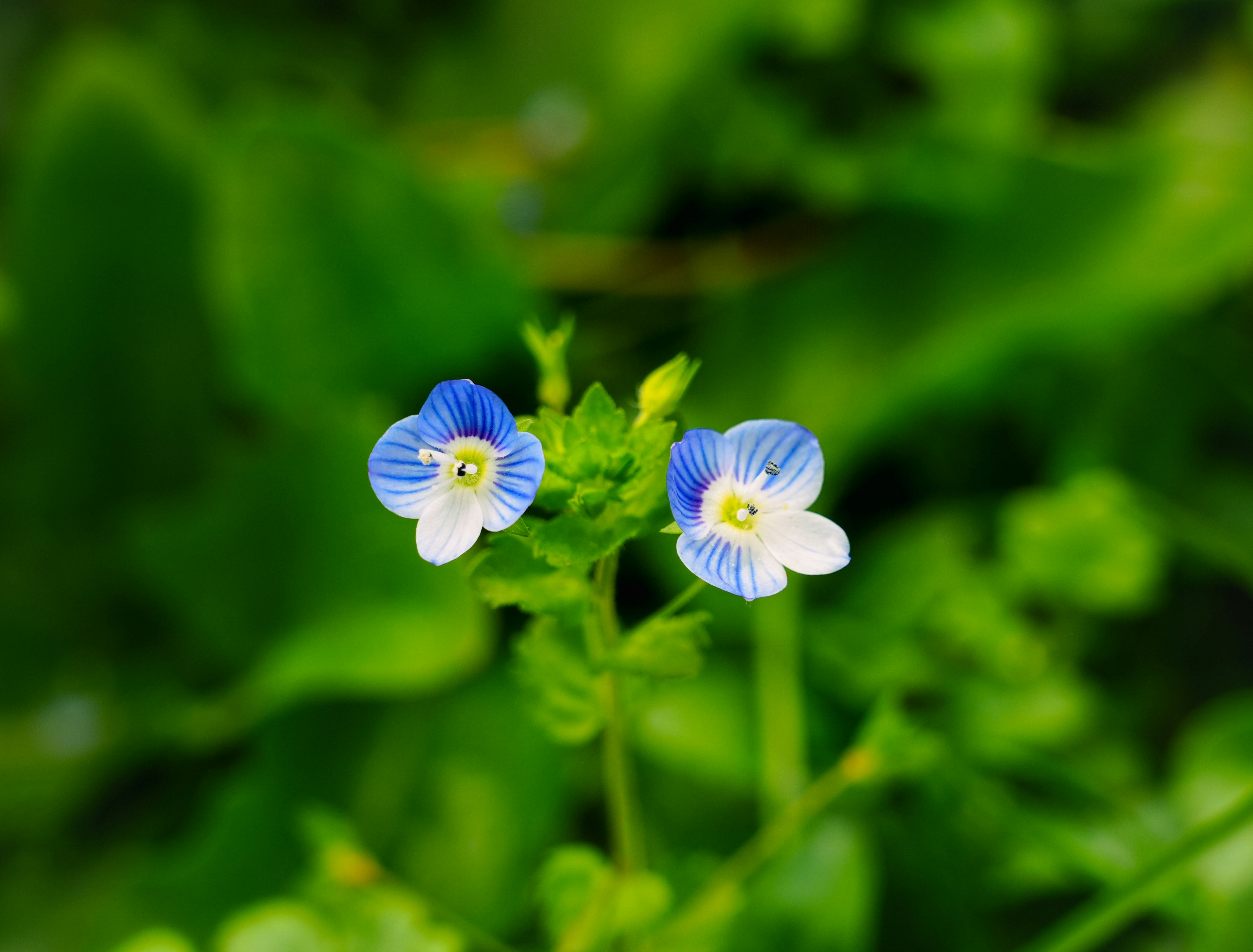 Two small blue and white flowers blooming outdoors.