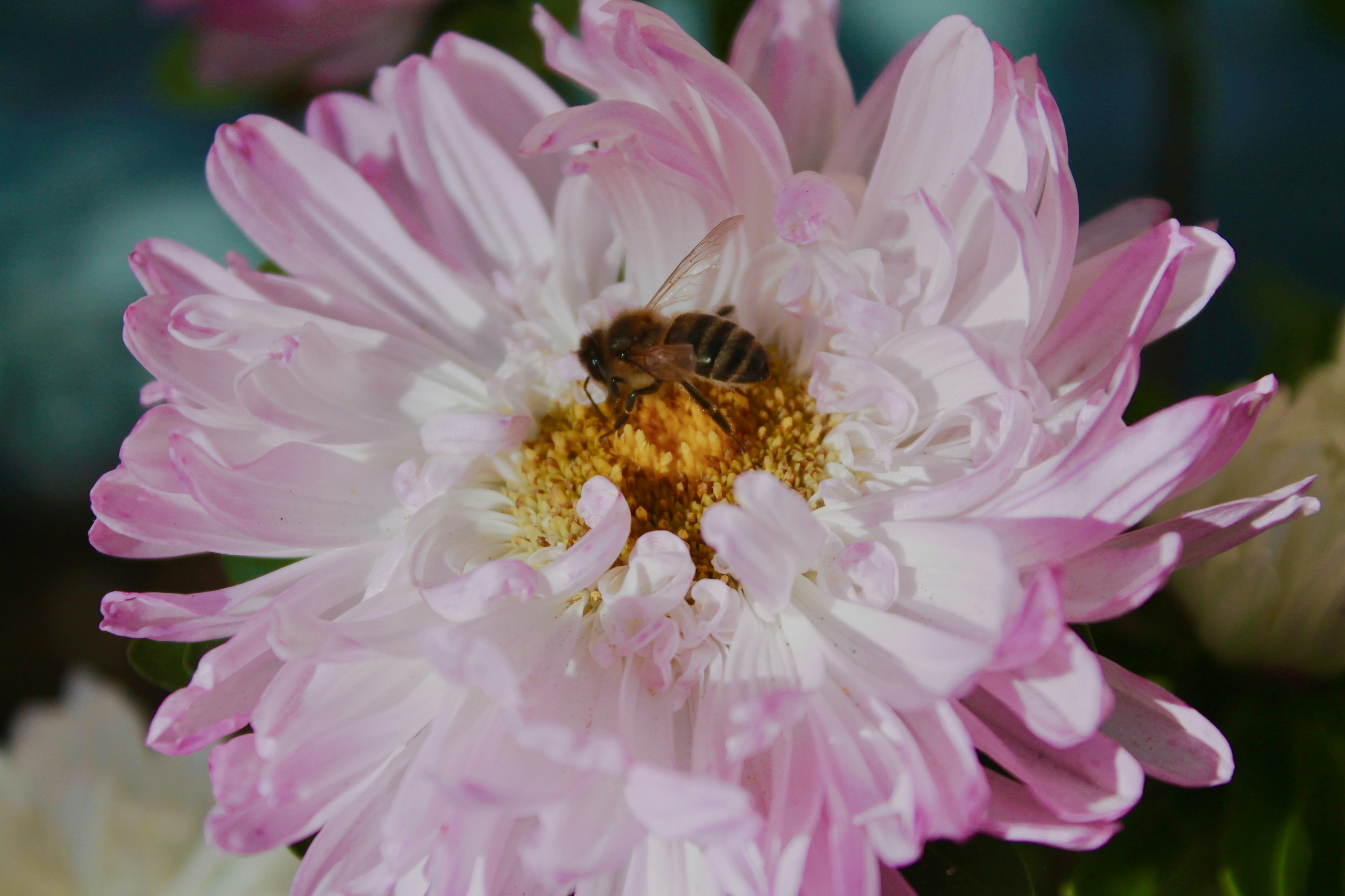 A bee collects pollen from a pink aster flower.