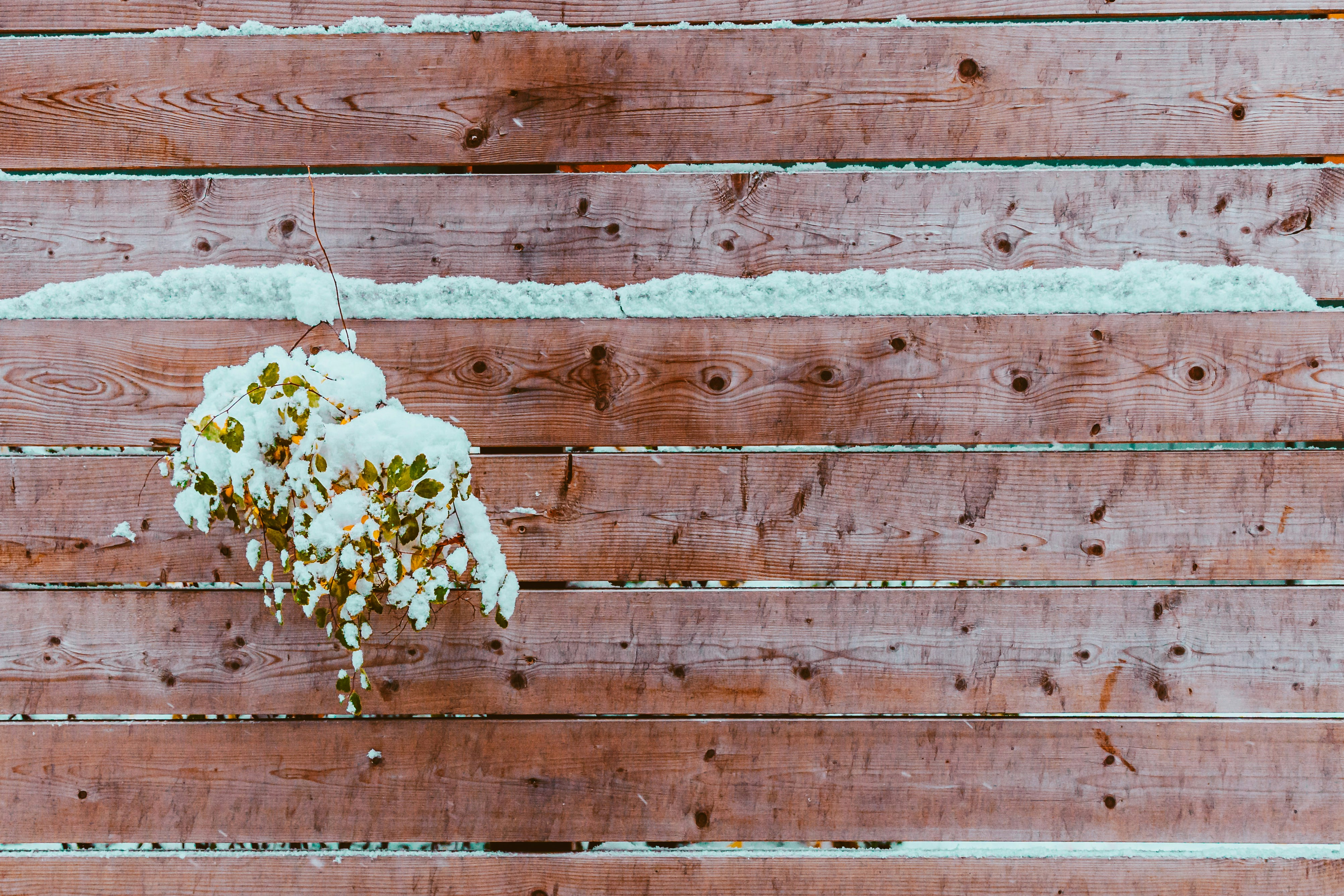 Snow-covered bush against a wooden fence