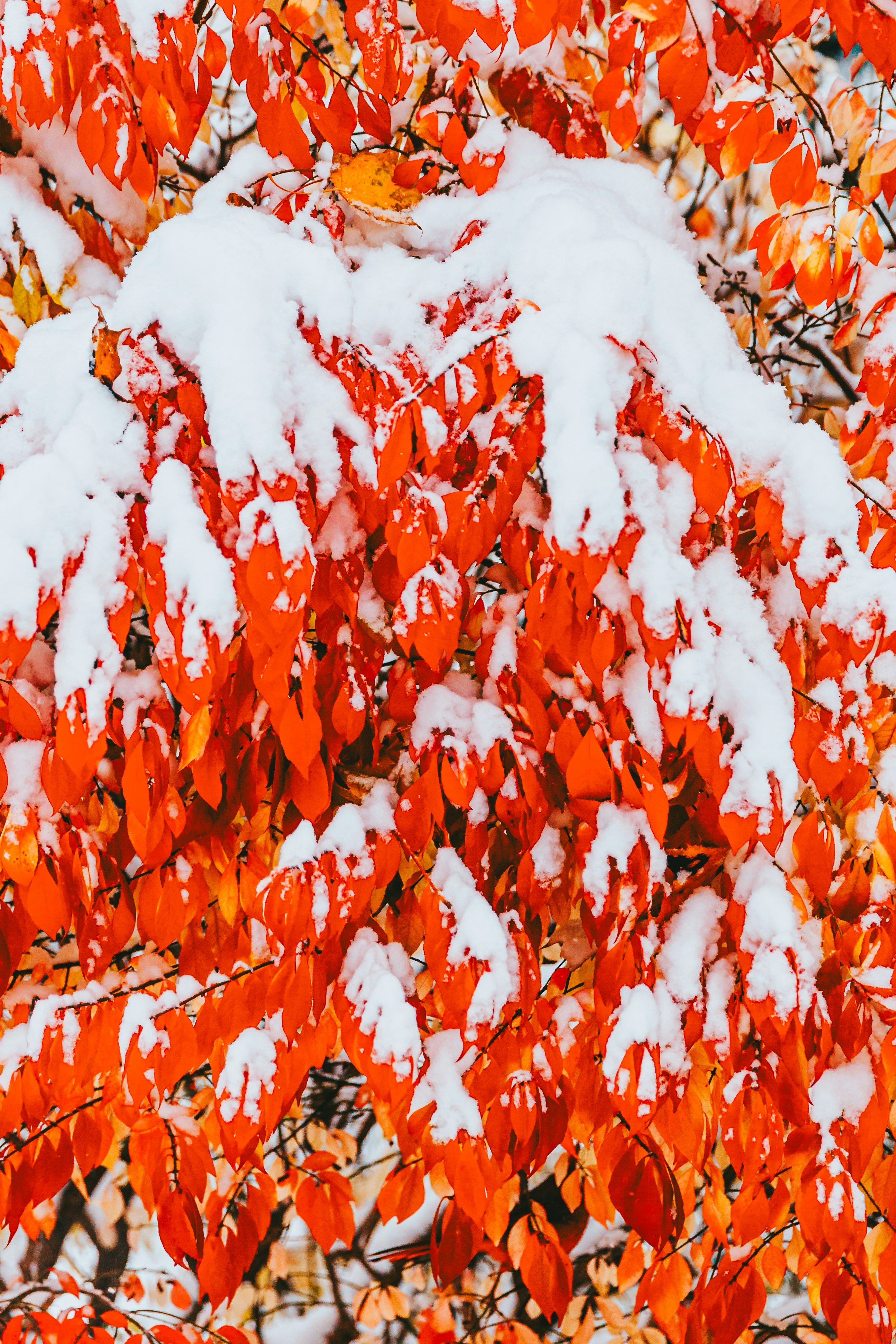 Bright orange leaves covered in fresh snow