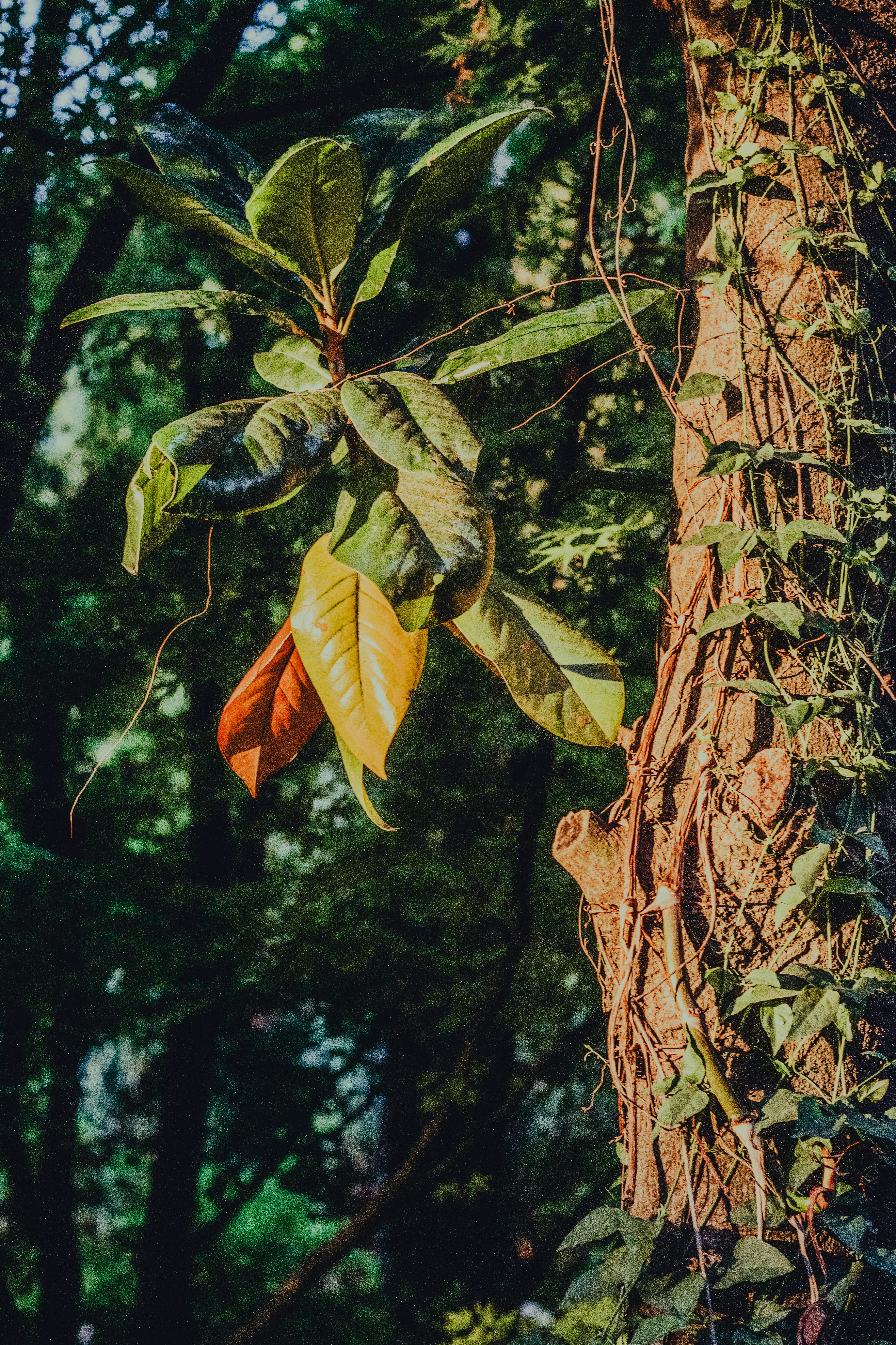 Leaves on a tree trunk with vines