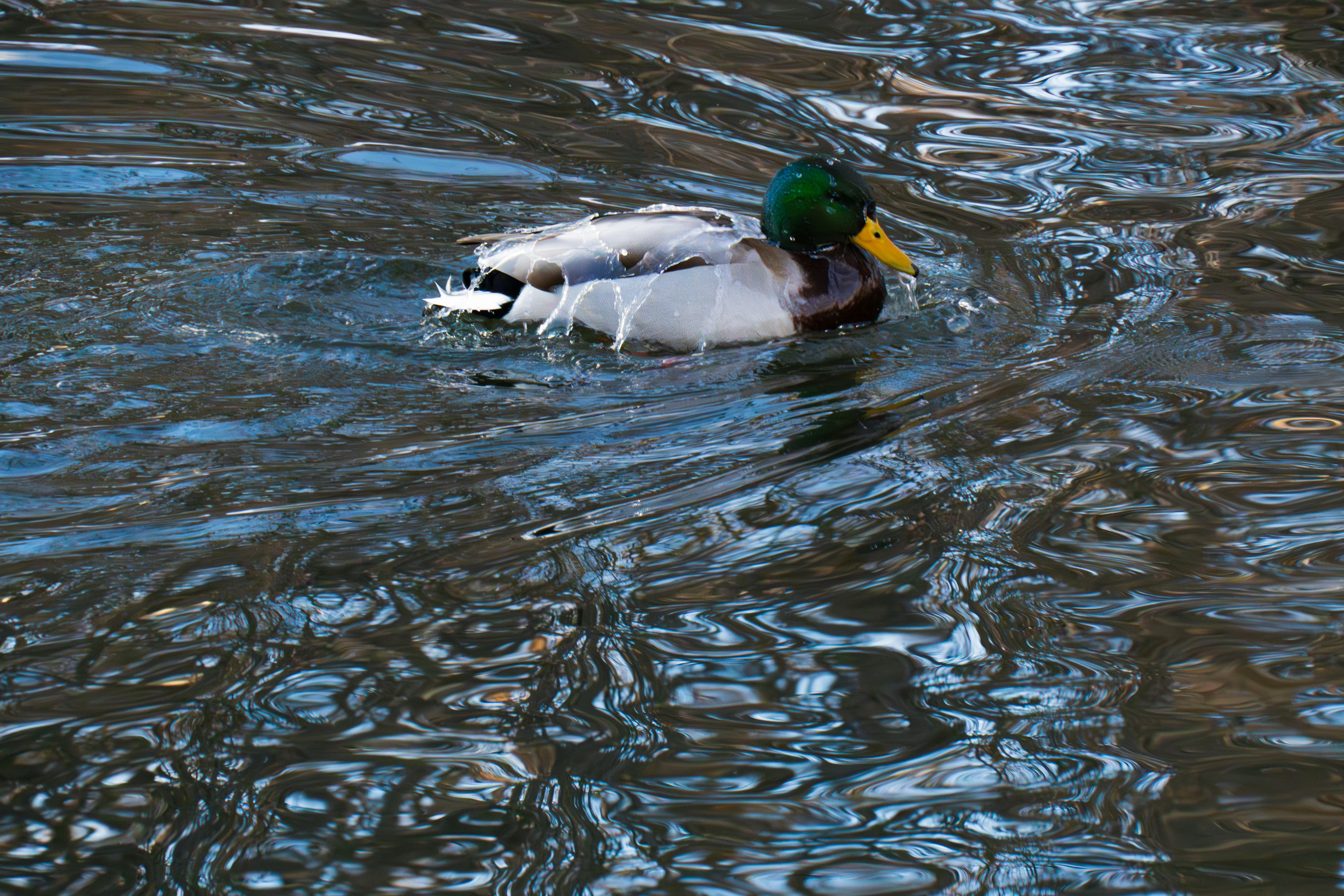 A male mallard duck swims in rippling water.