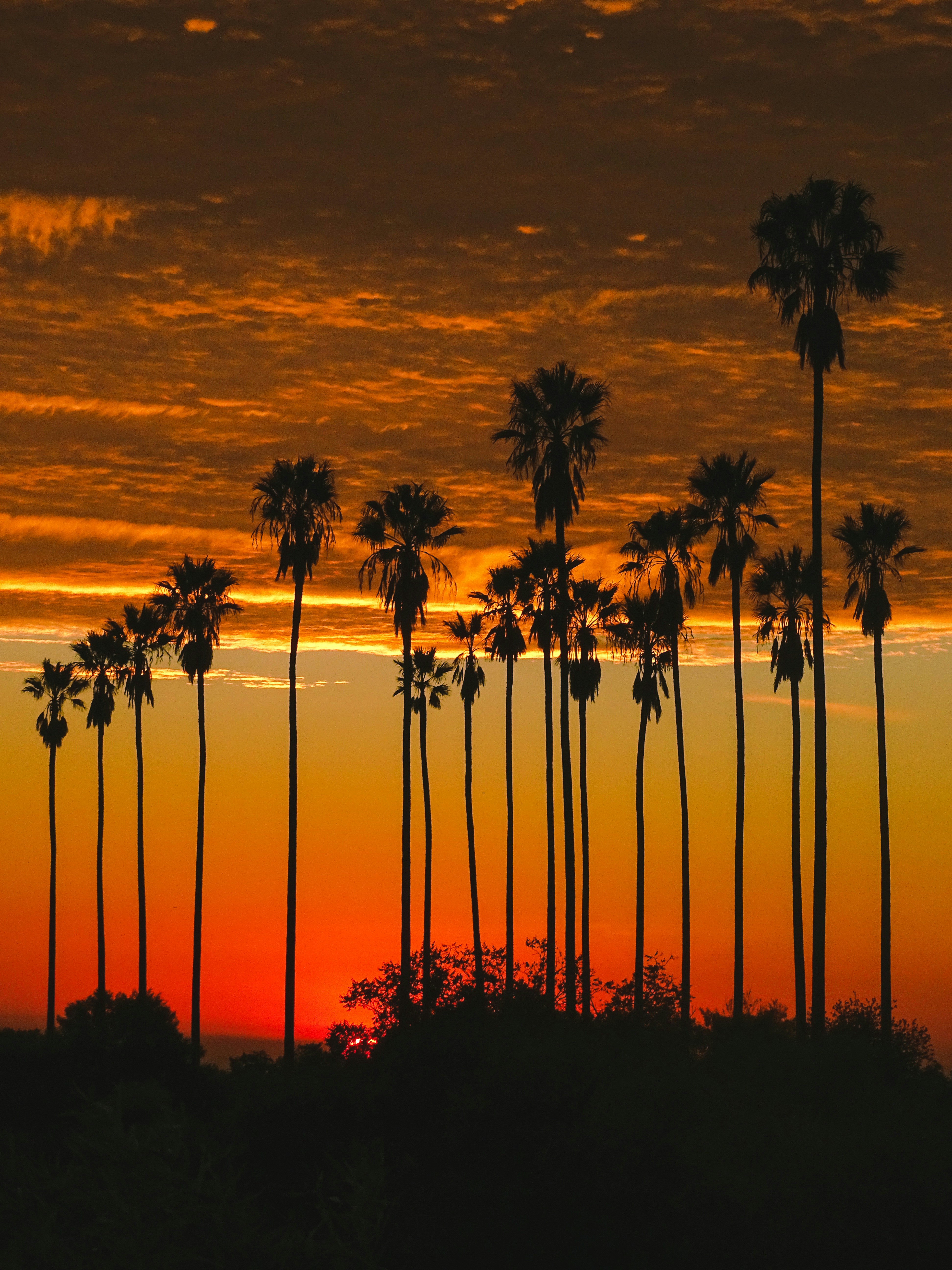 Palm trees silhouetted against a vibrant sunset sky