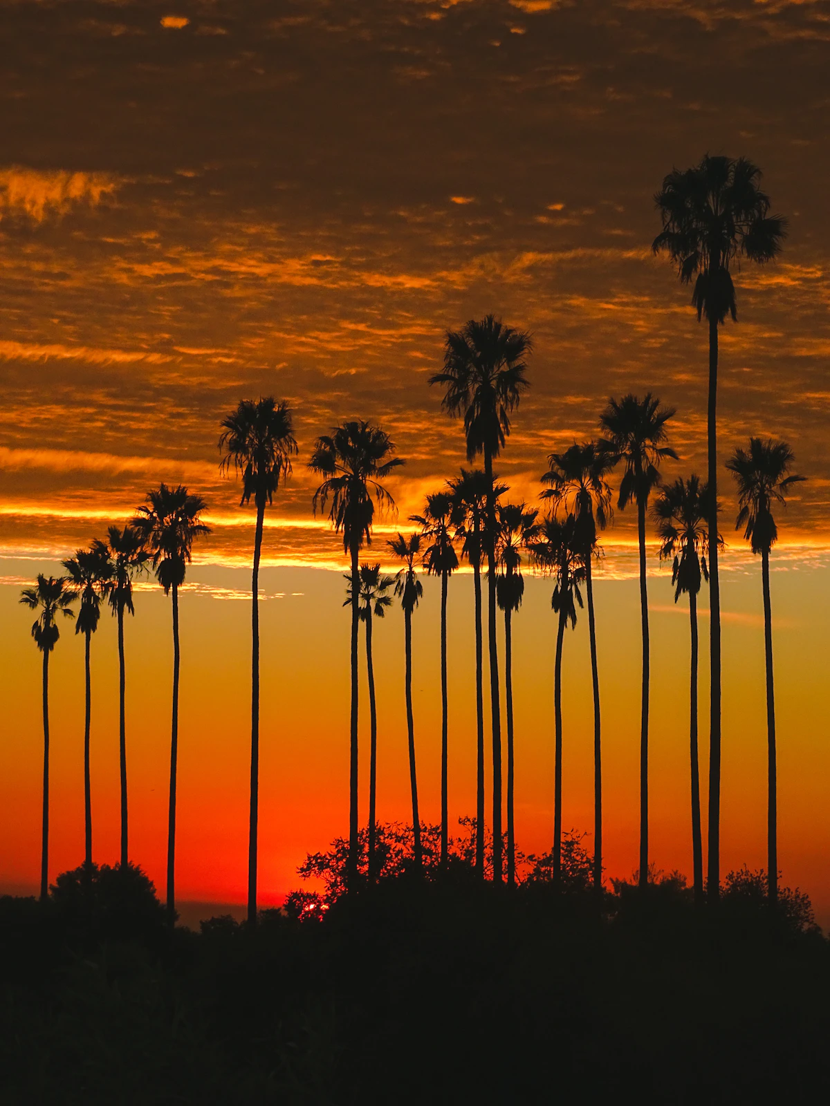 Palm trees silhouetted against a dramatic sunset sky, evoking the coastal exposure Atlantic storms bring to bear on low-lying regions