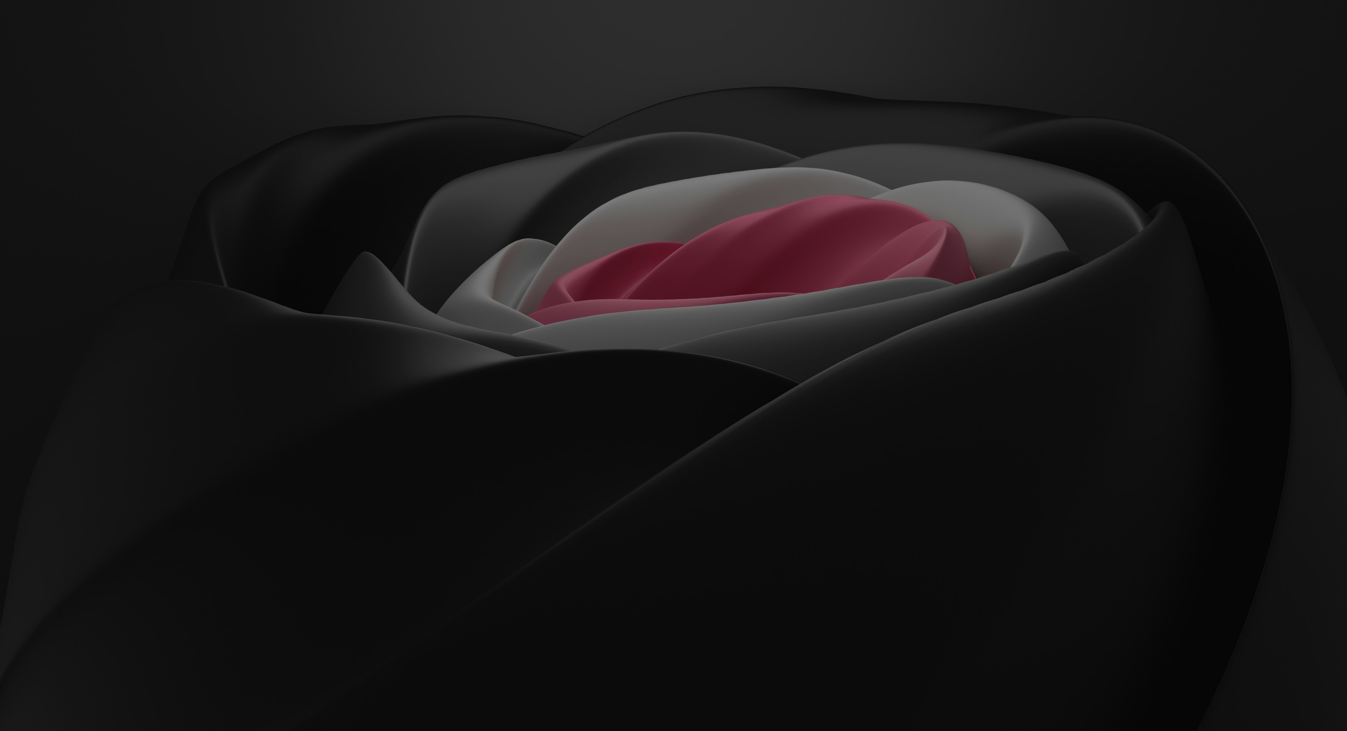 Close-up of a black rose with pink center