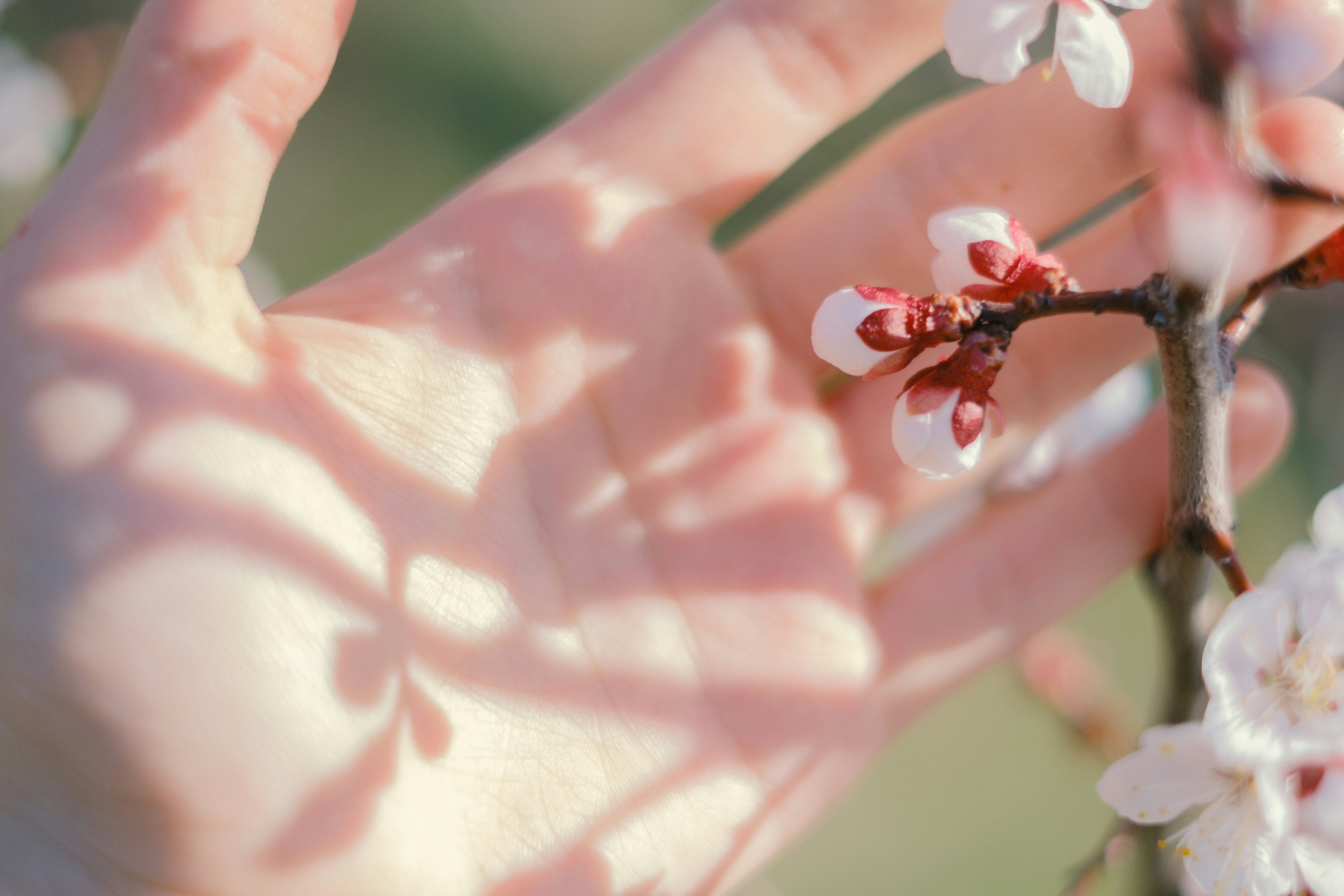 A hand gently touches blooming cherry blossoms.