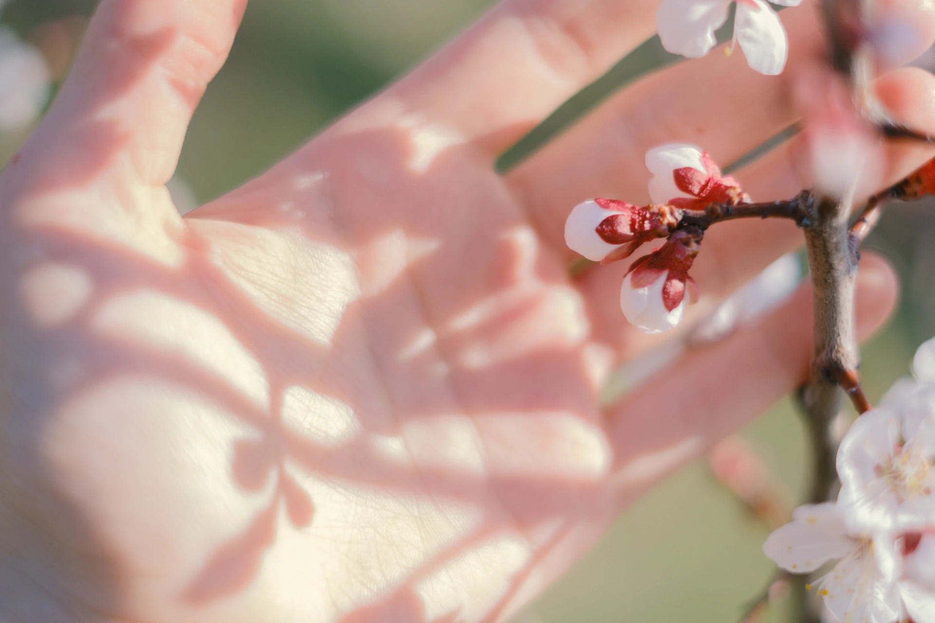 A hand gently touches blooming cherry blossoms.