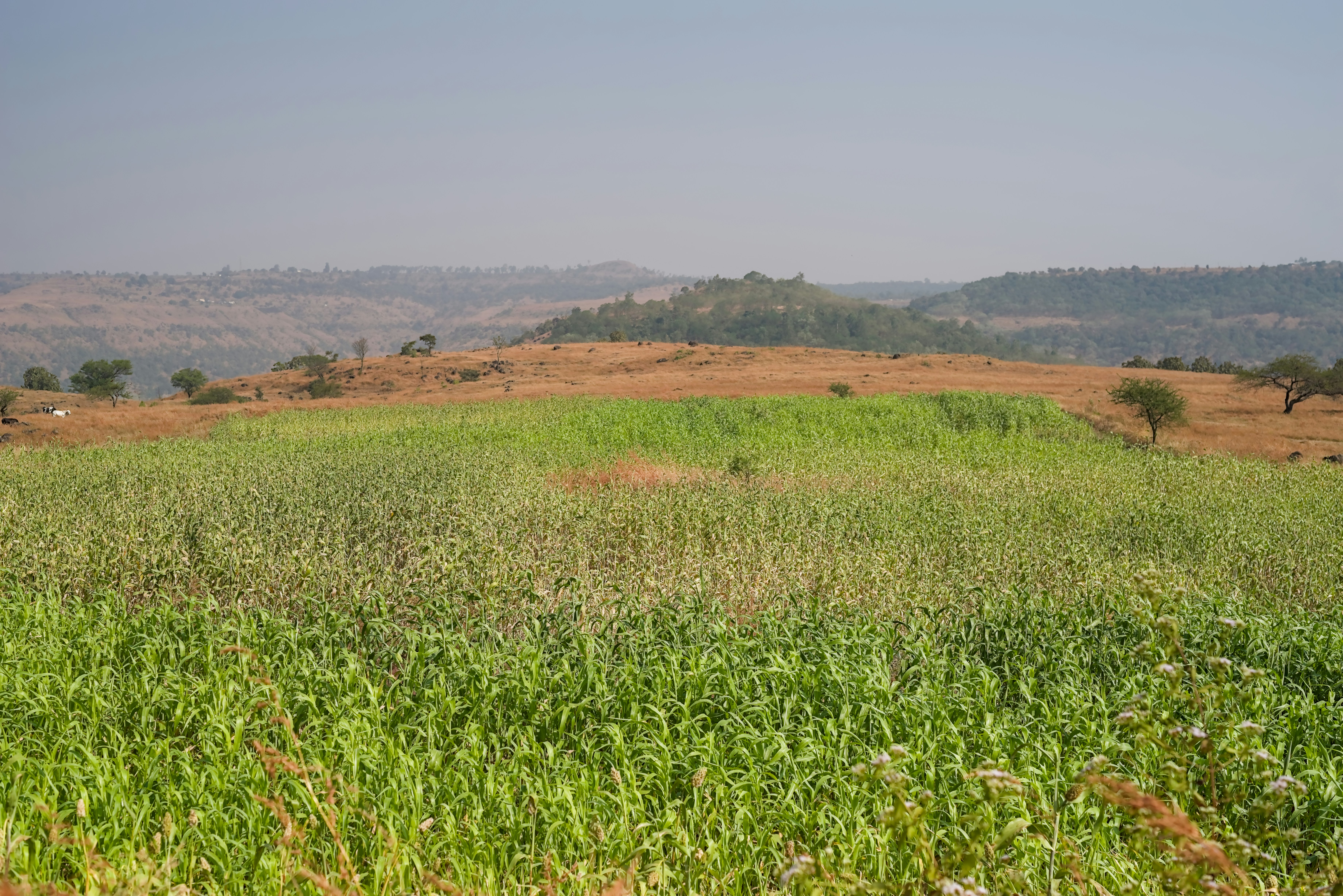 Green fields in a hilly landscape under a clear sky