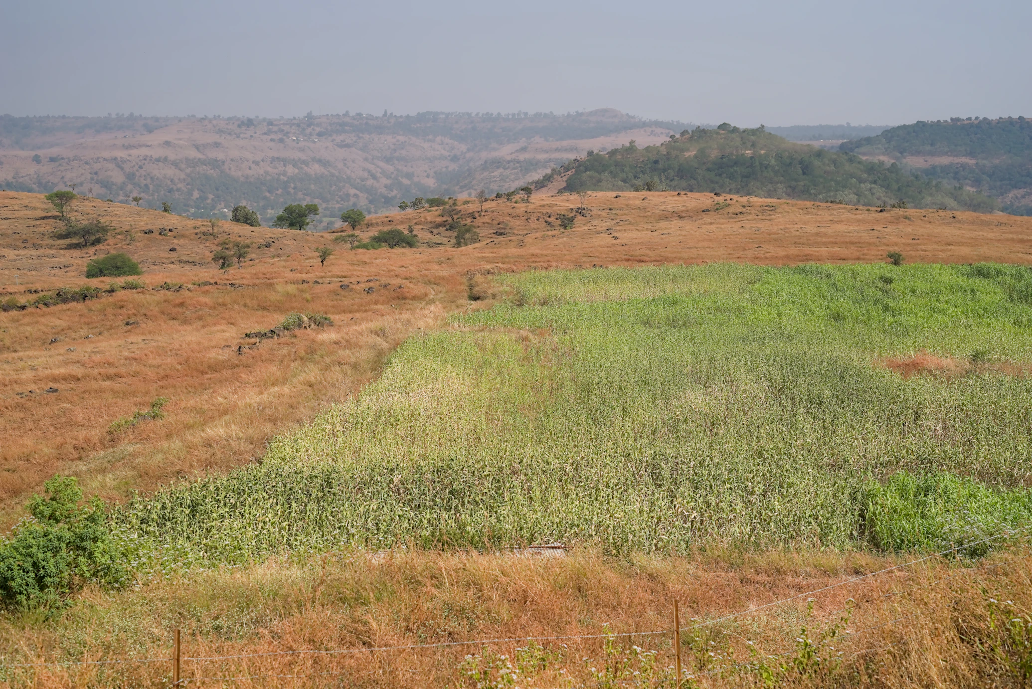 Dry hills with a single irrigated green field