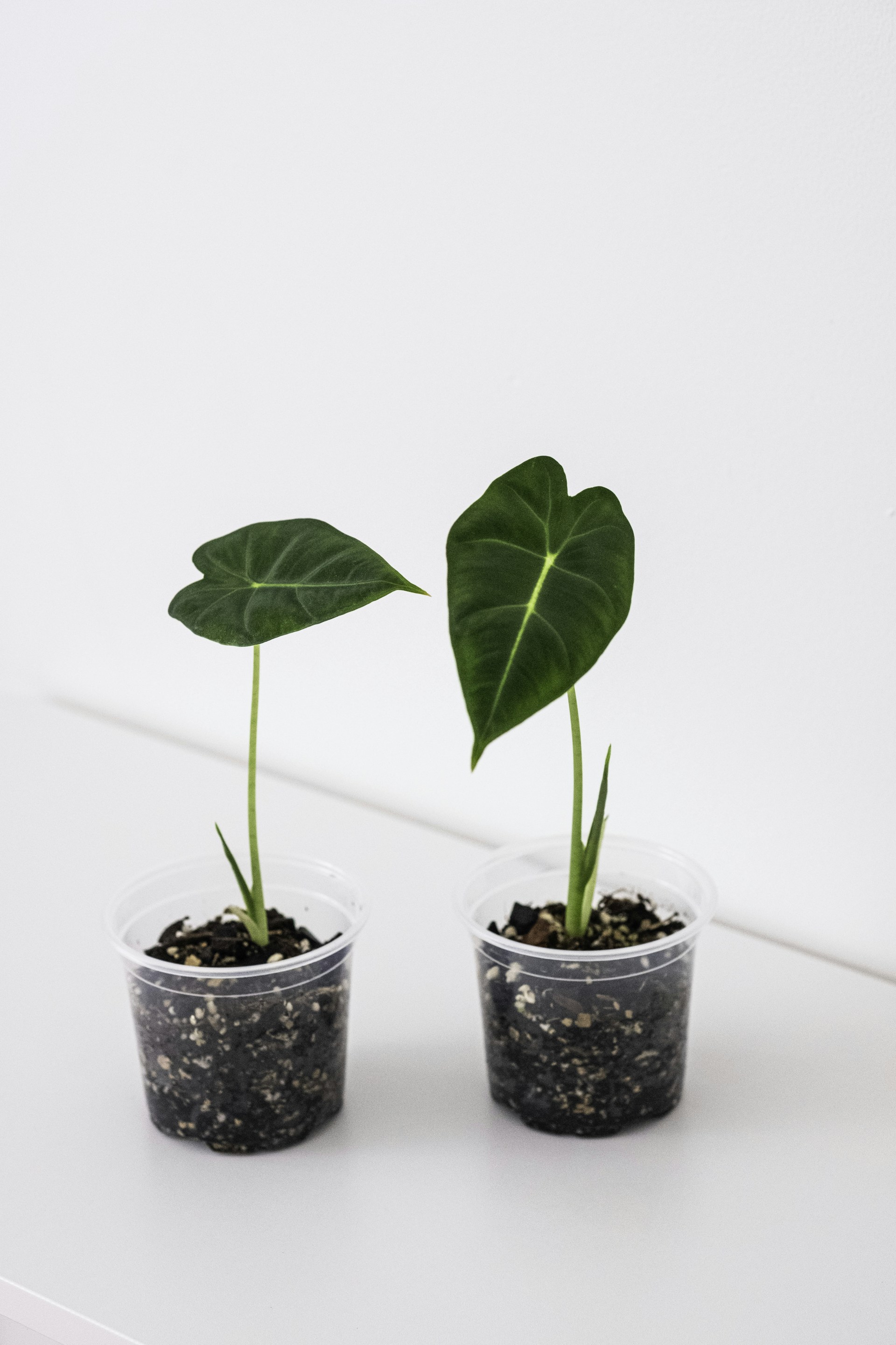 Two small alocasia plants in clear plastic pots