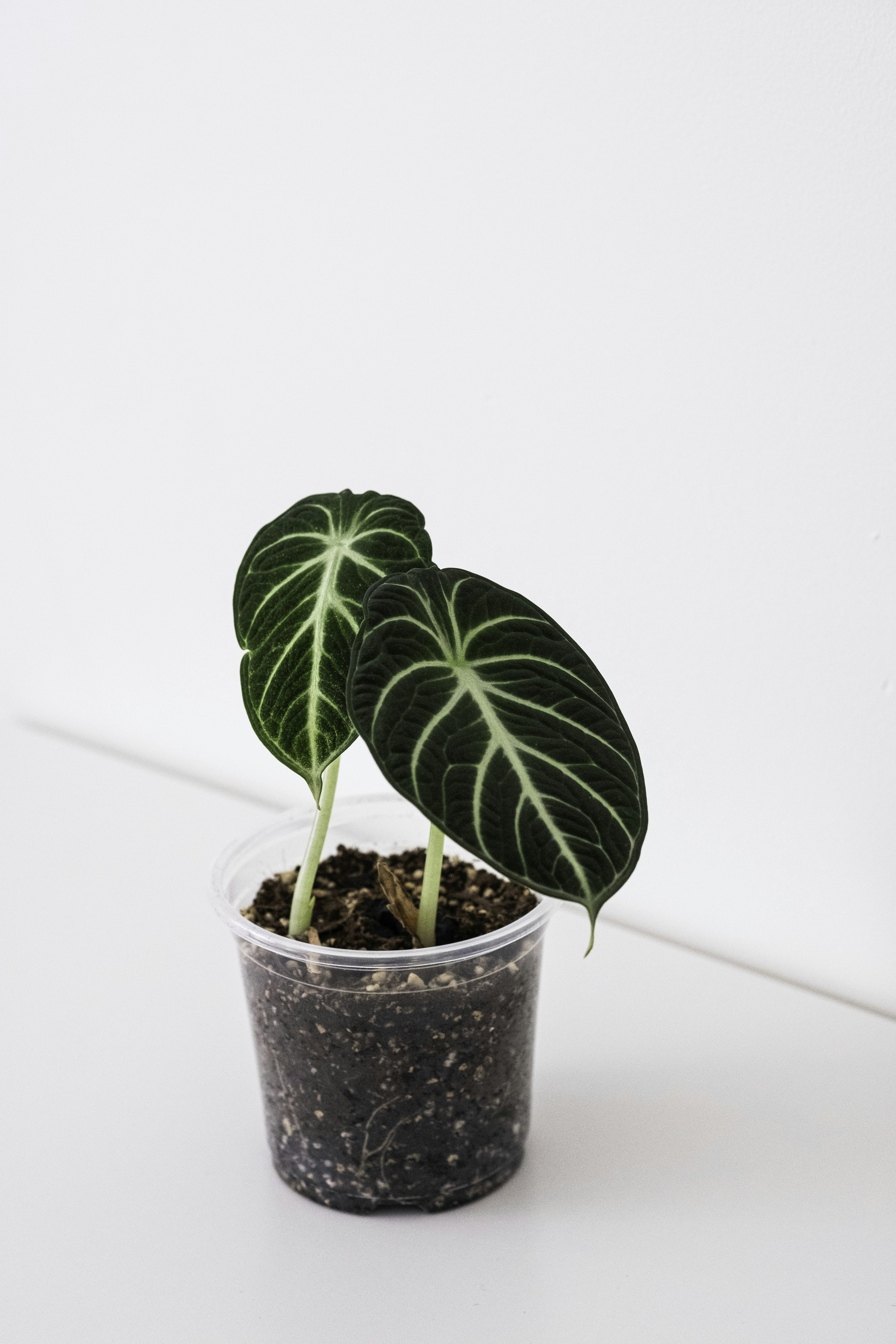 Photo by leafyinteriors