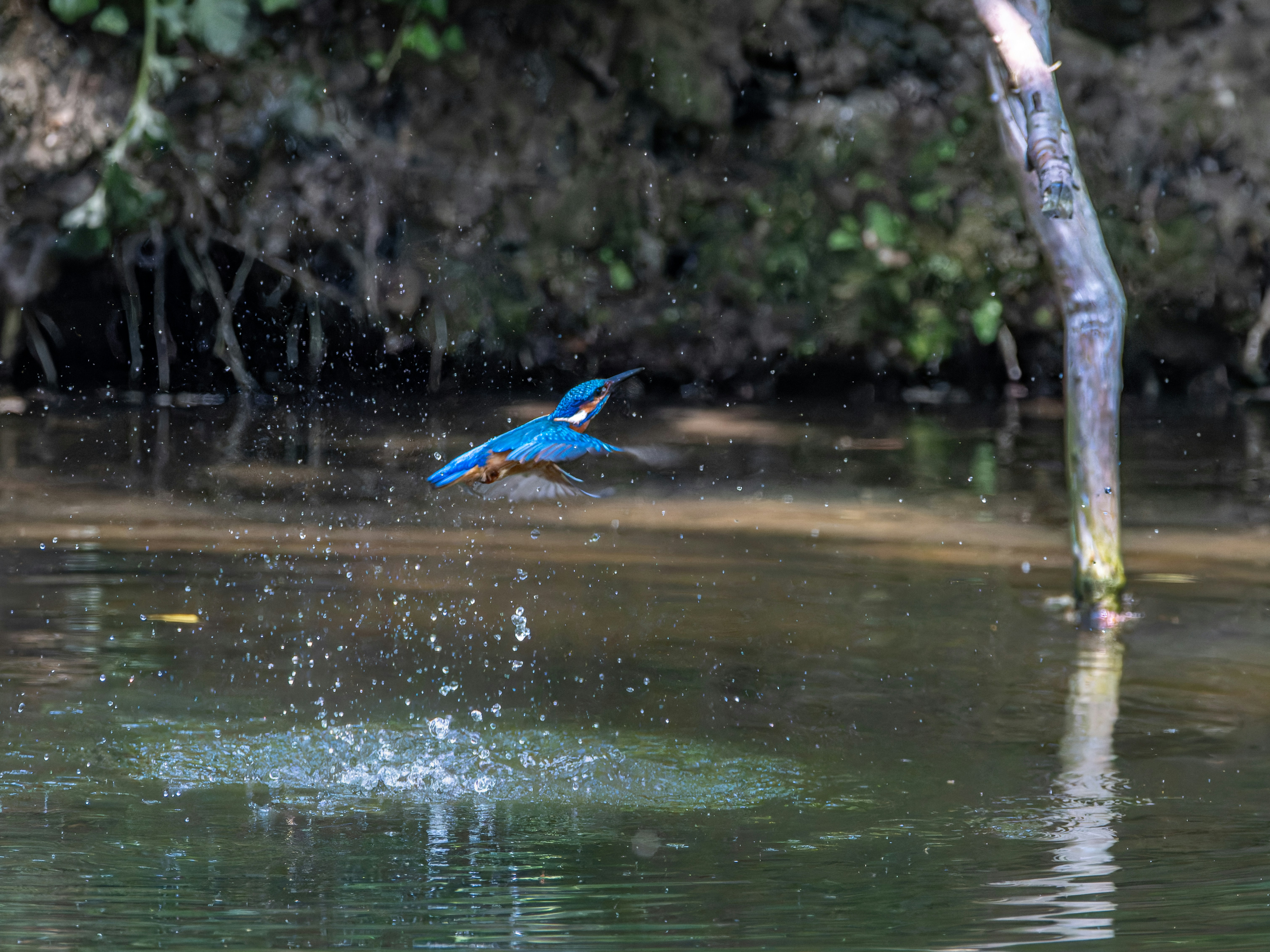 Photo by siegfriedpoepperl