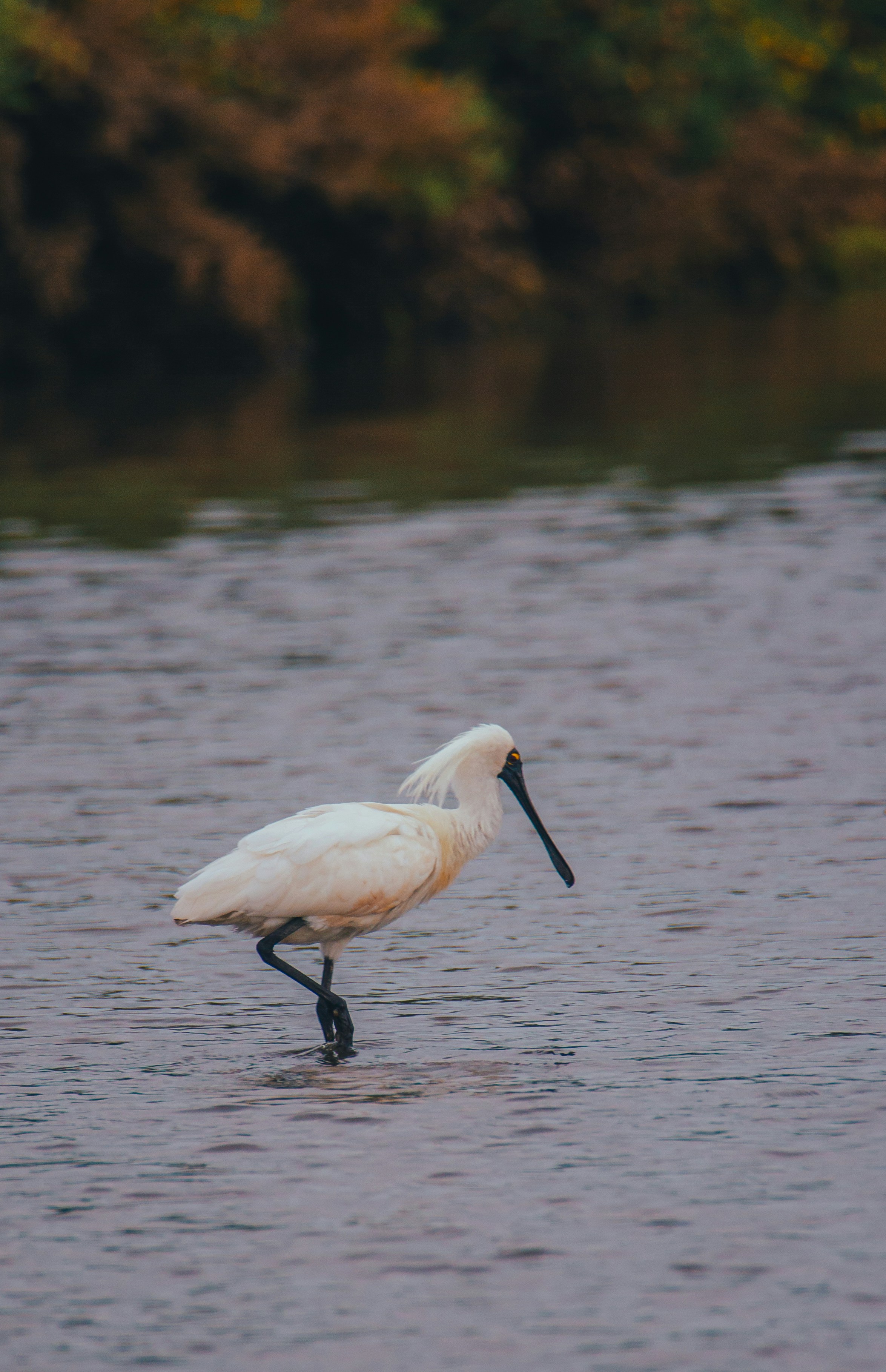 A white bird with a spoon-shaped beak wading in water.
