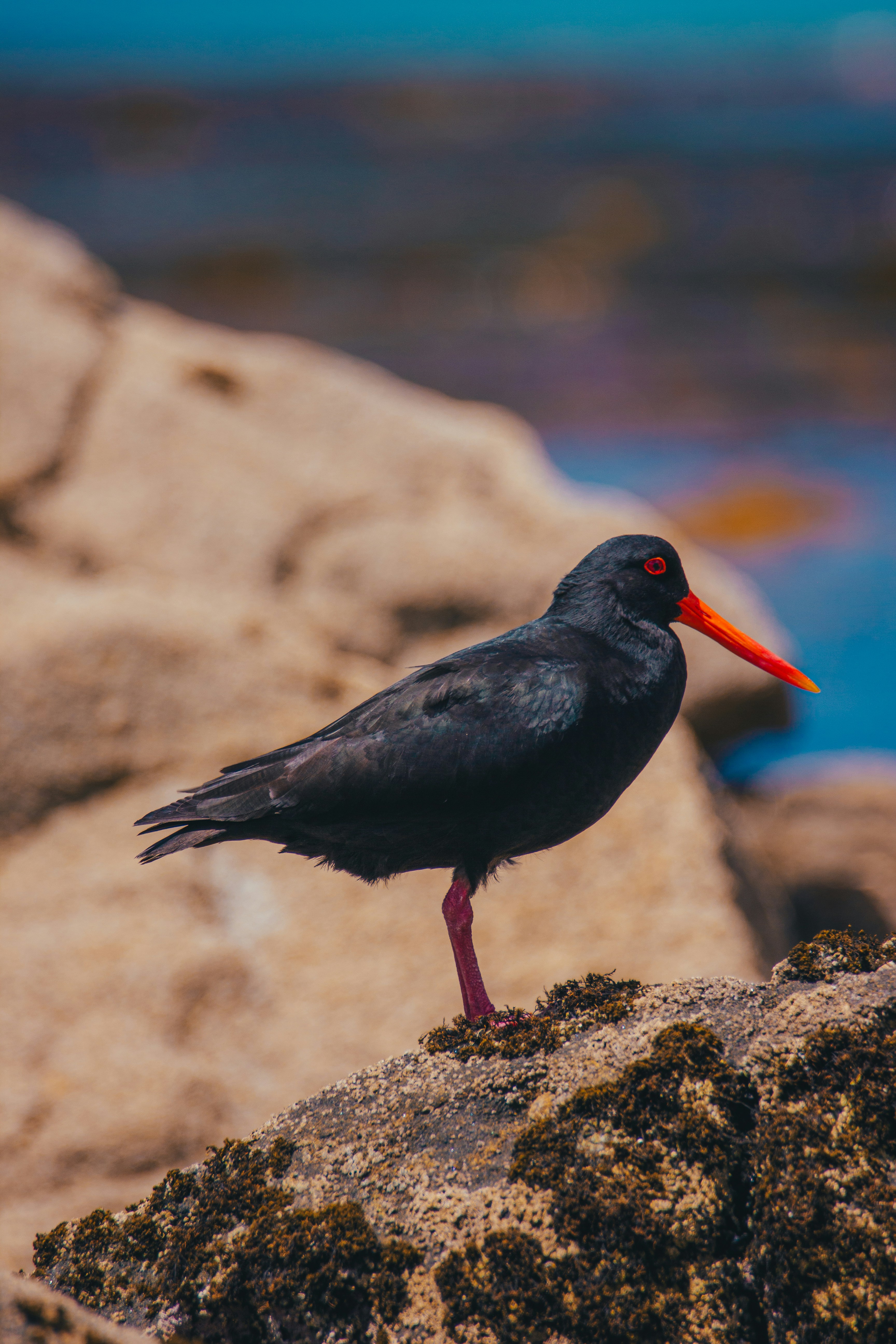 Black oystercatcher bird with red eyes and orange beak.