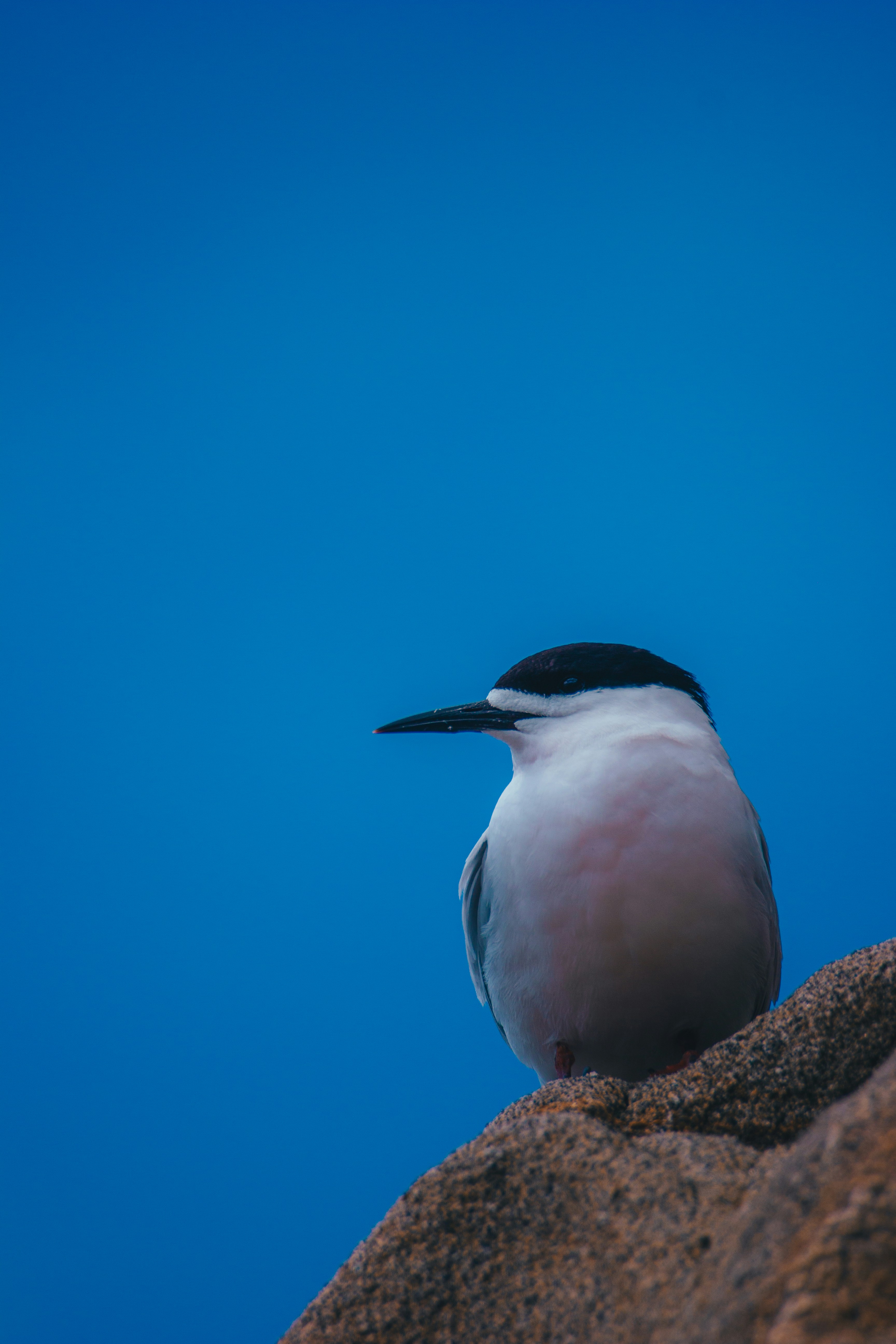 A tern bird rests on a rock against blue sky