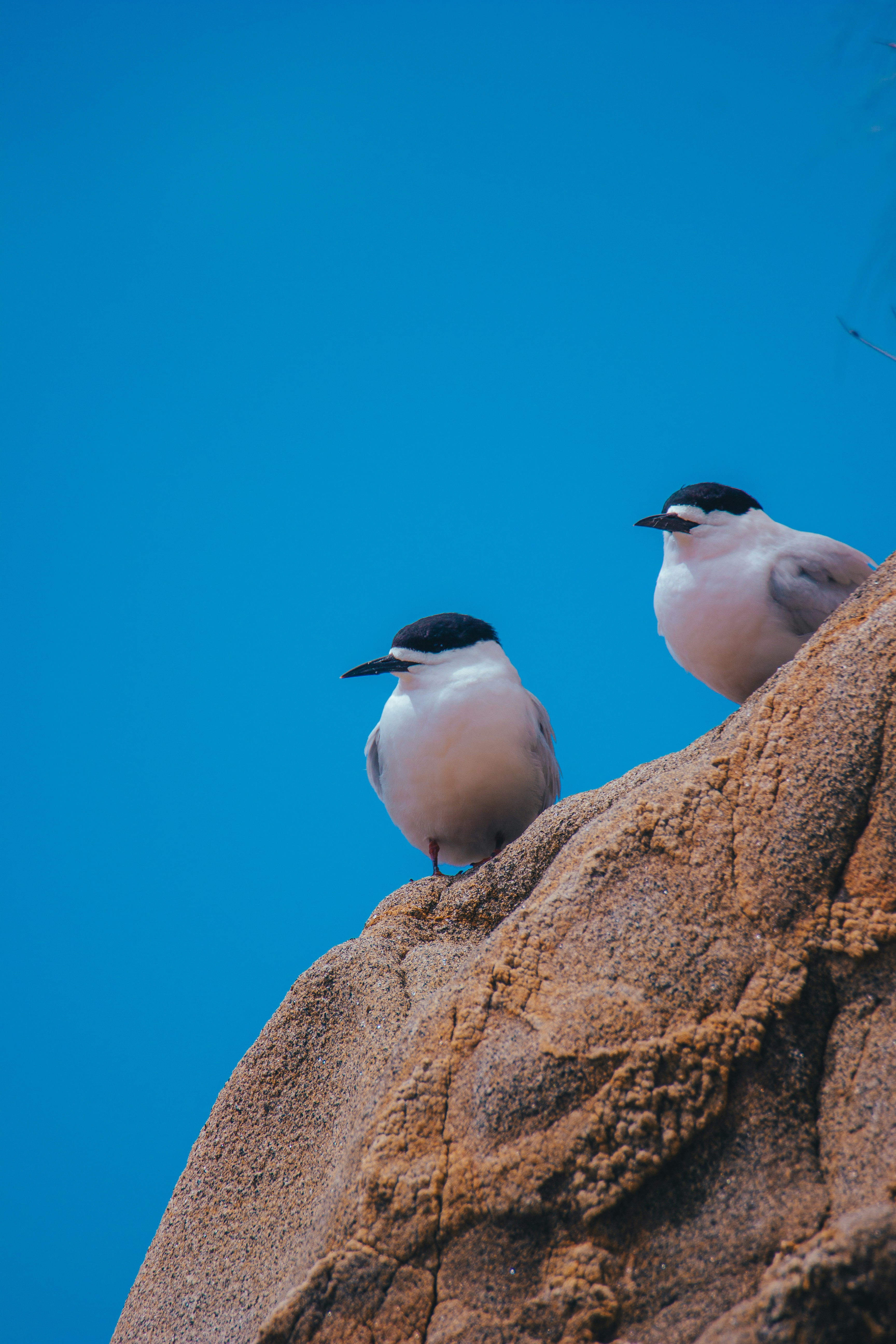 Two birds perched on a rocky ledge.