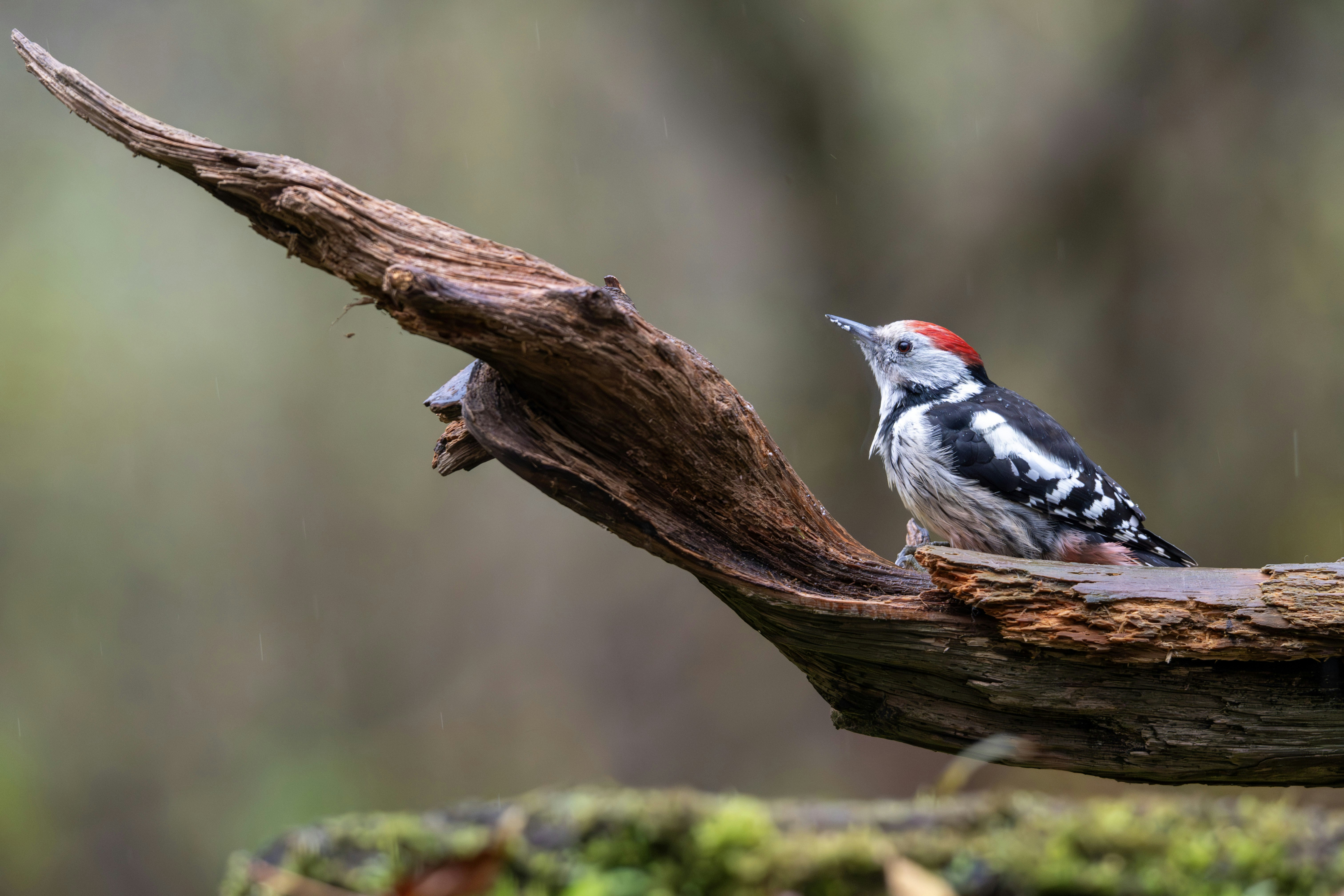 Photo by oj_wildframe