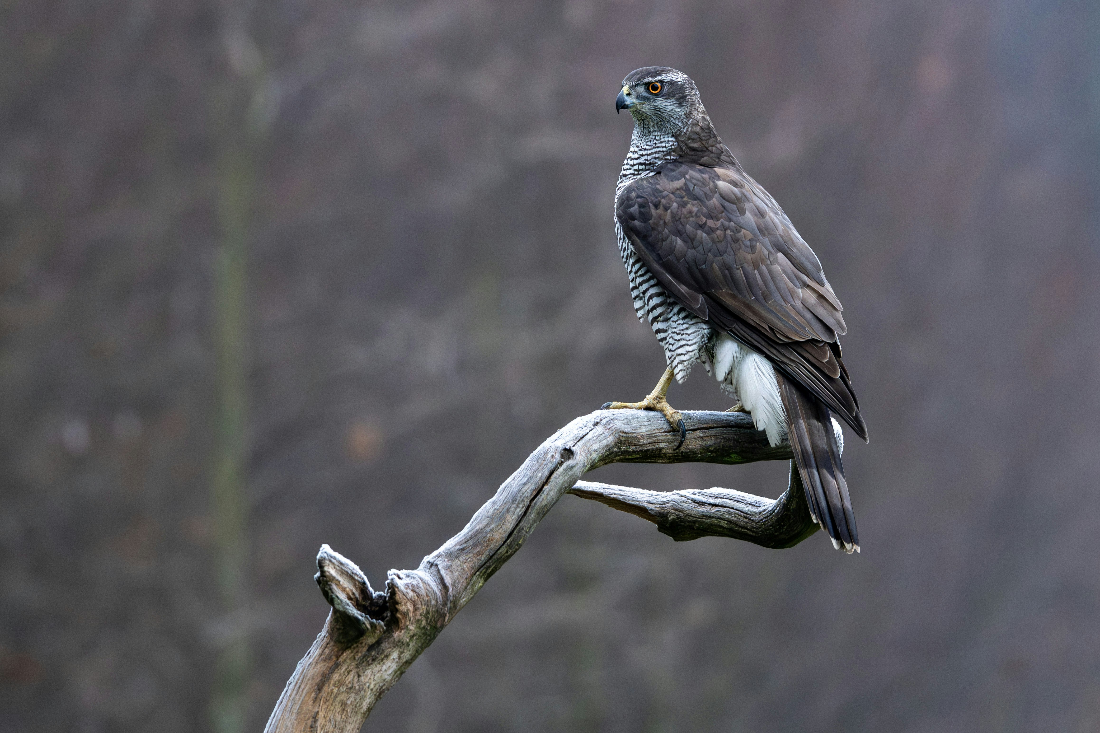 Photo by oj_wildframe