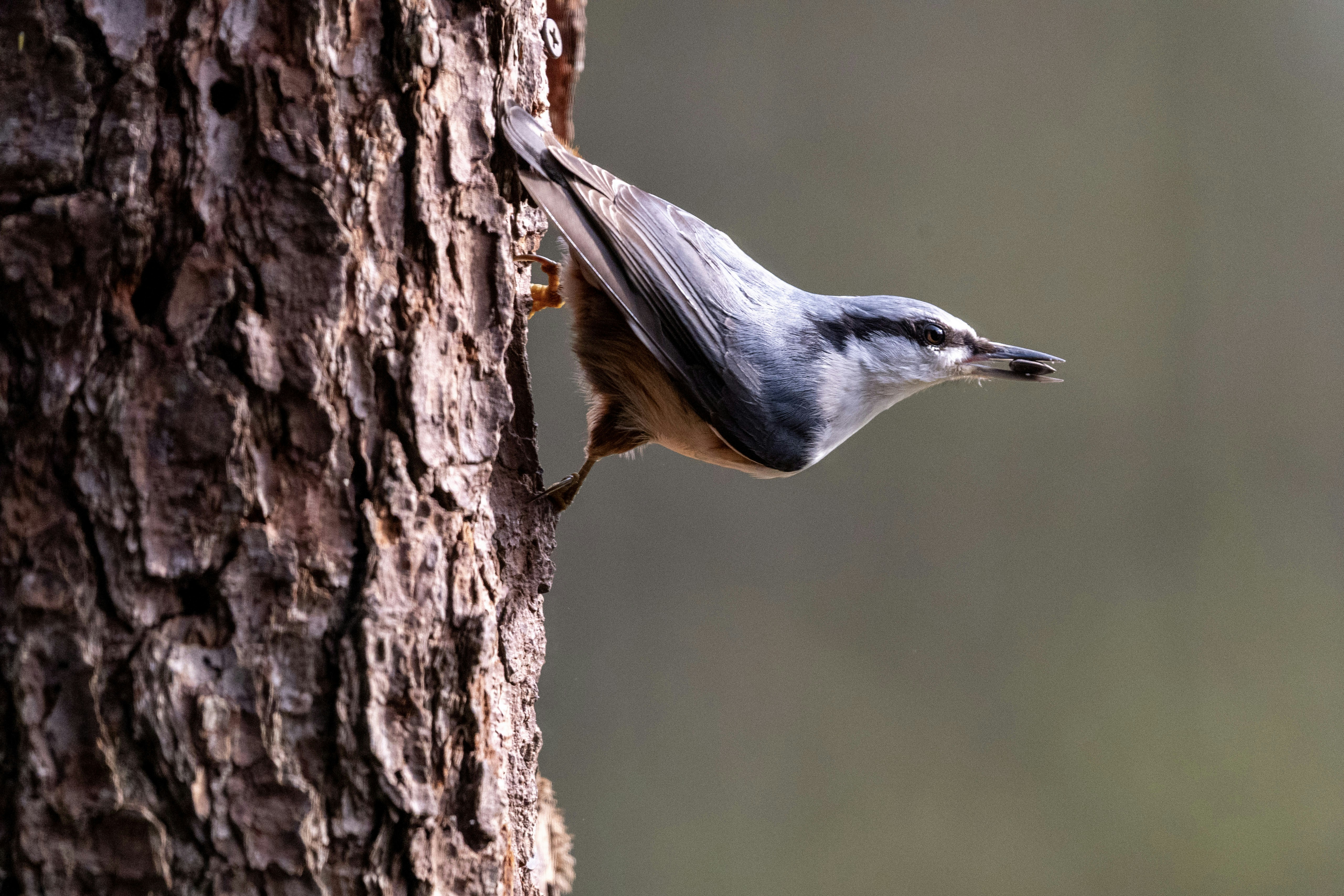 Photo by oj_wildframe