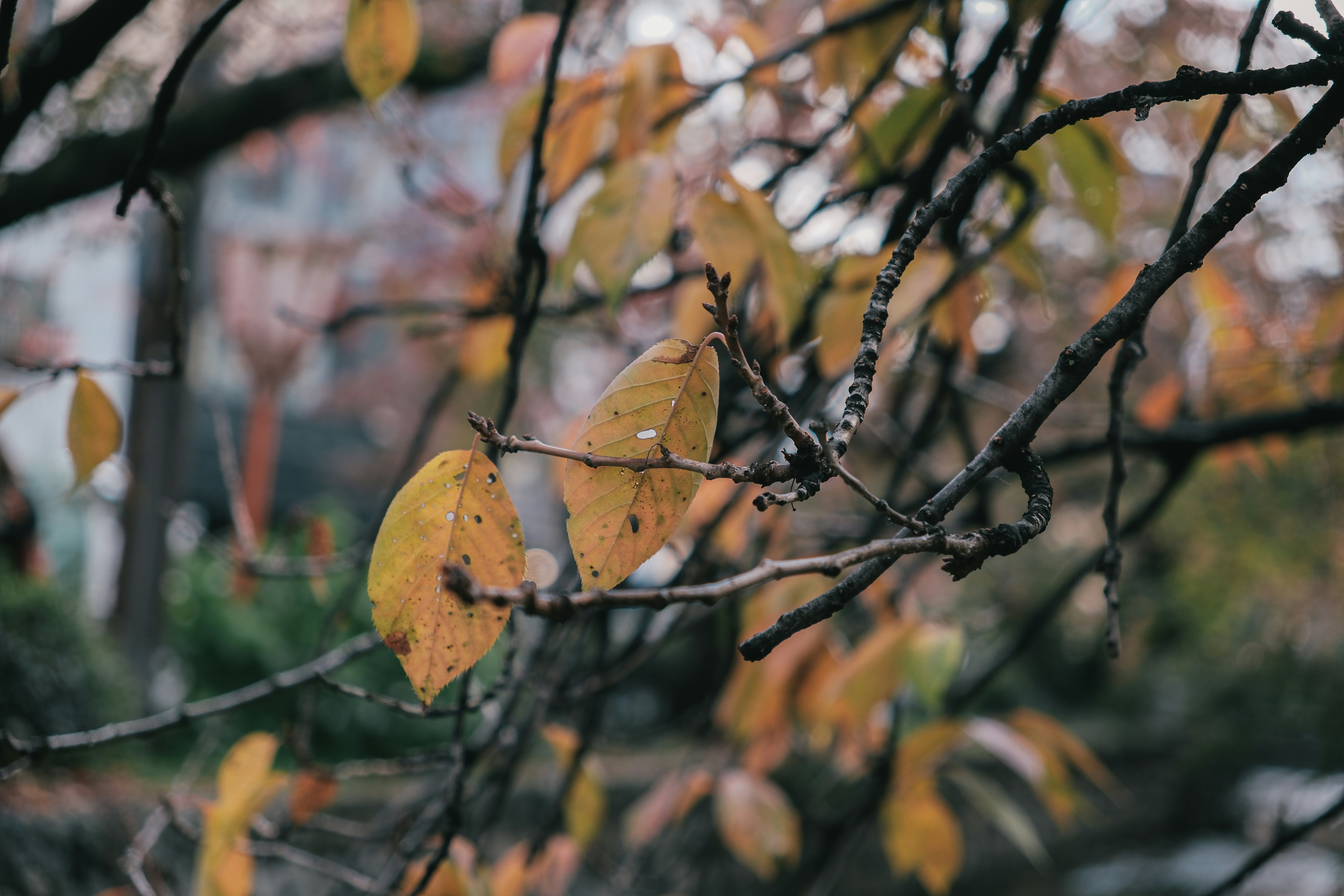 Photo by huyphan2602