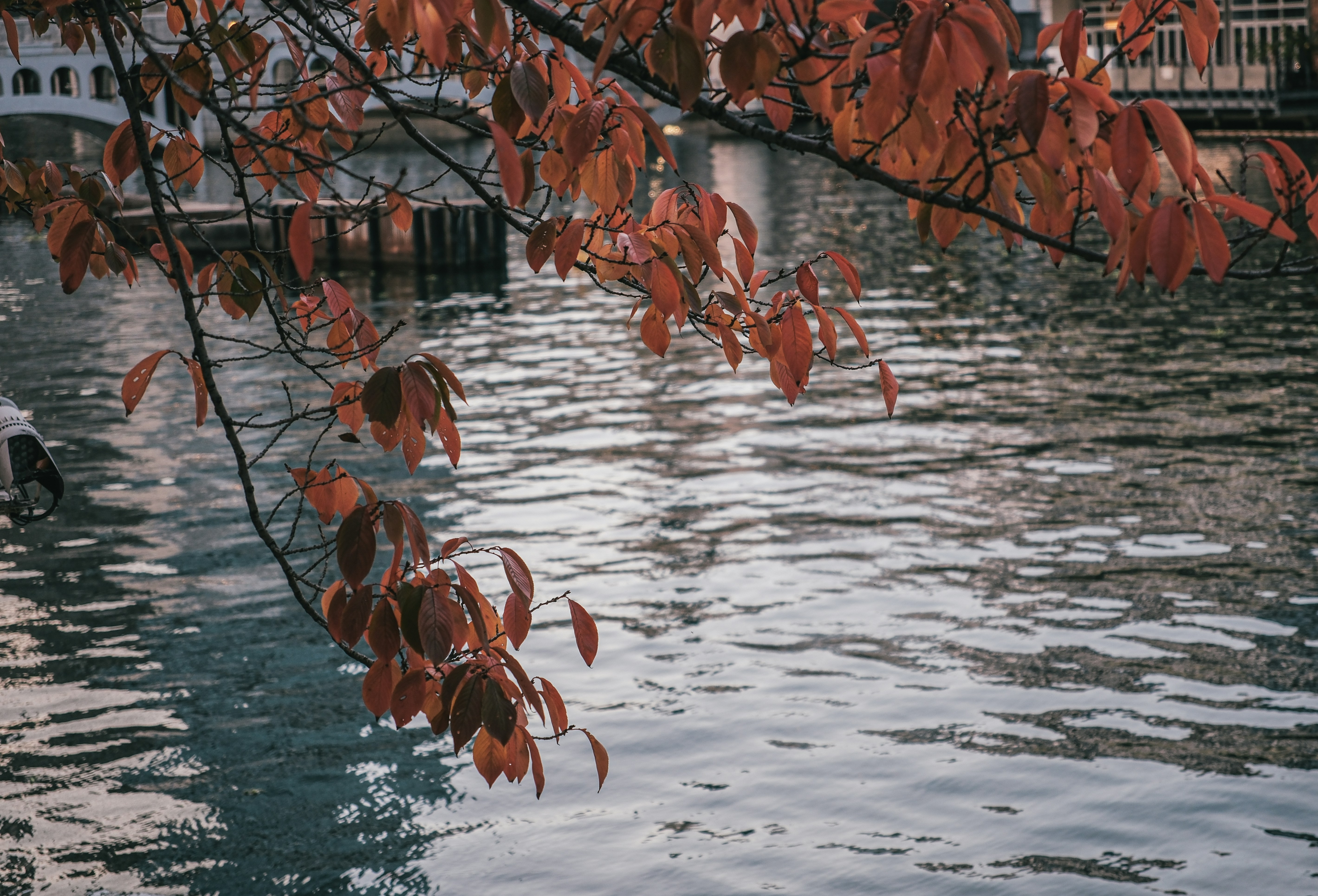 Autumn leaves hang over rippling water