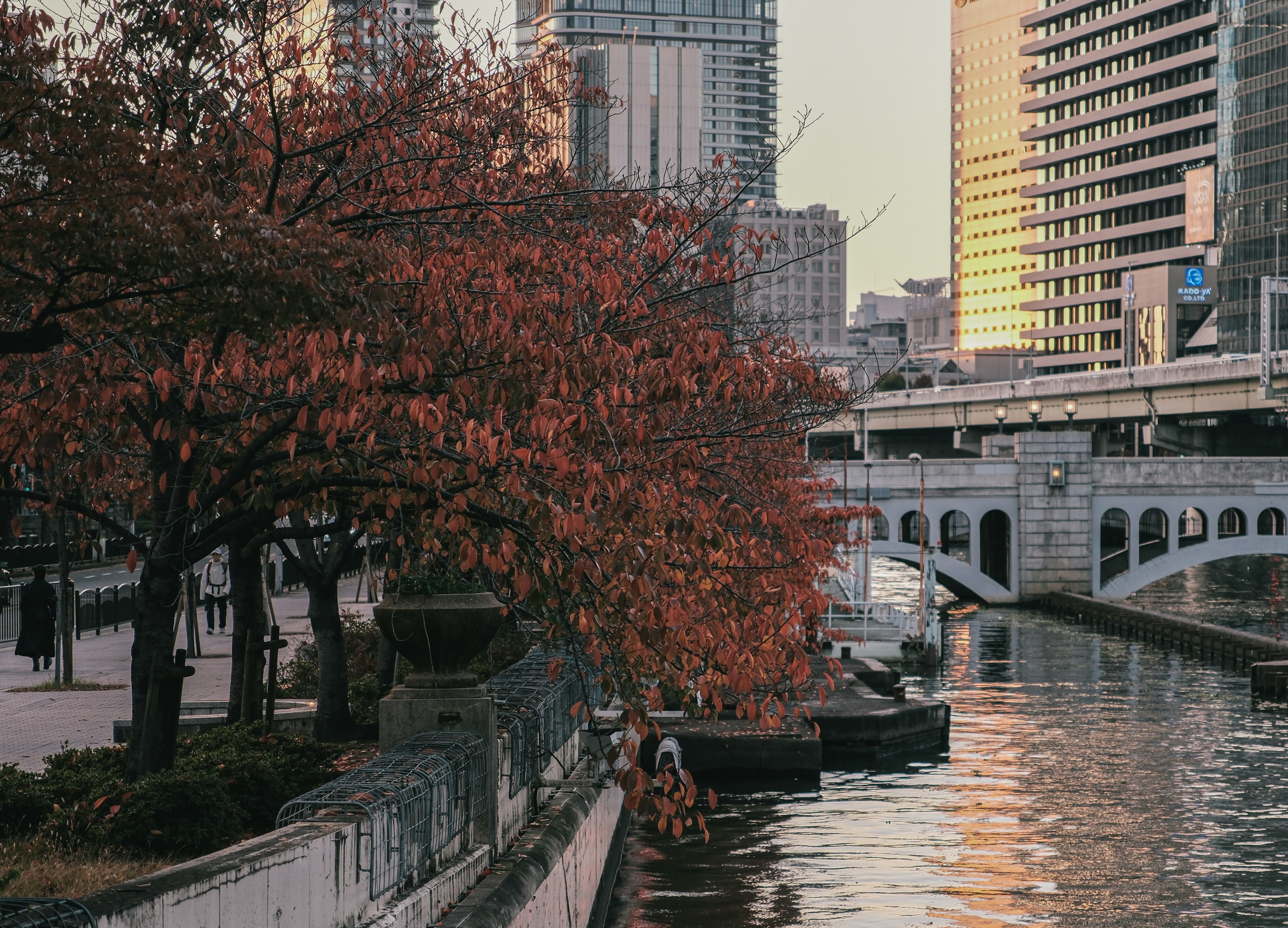Autumn tree by a river with city buildings