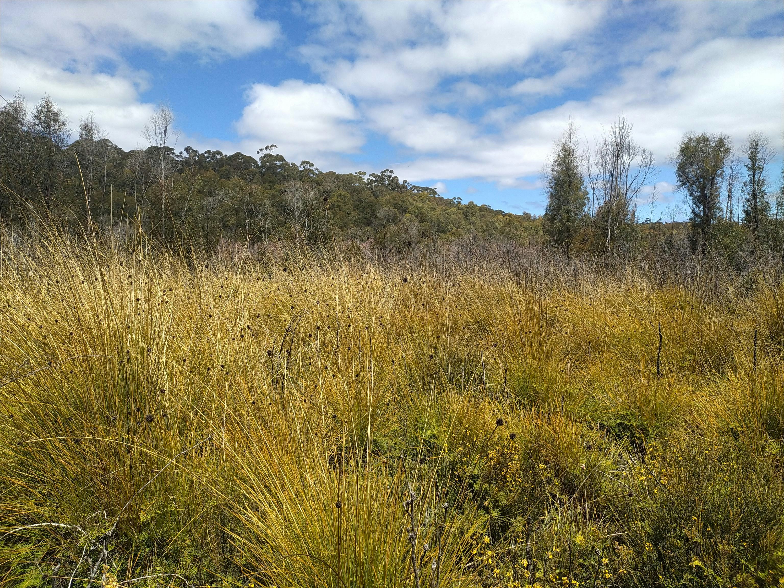 Golden grasses and trees under cloud