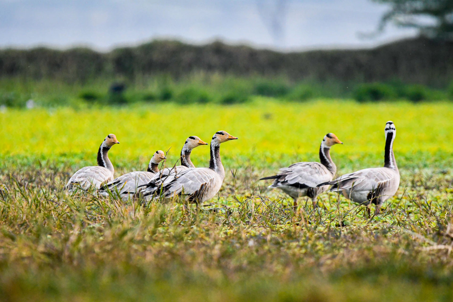 Bar-headed geese walking in a grassy field.