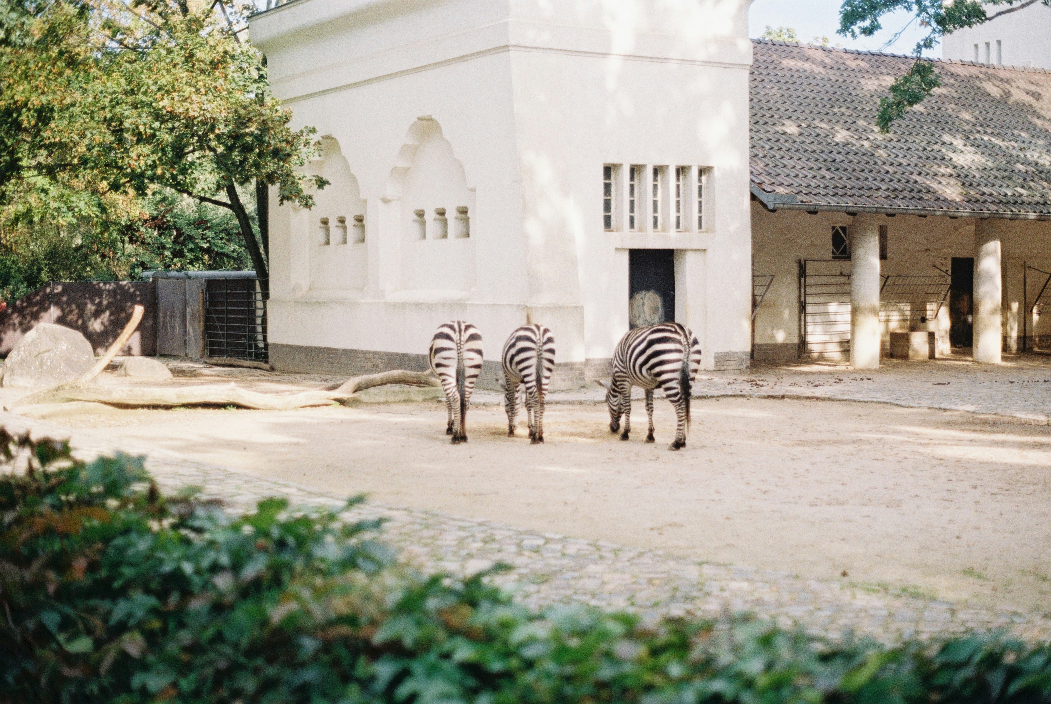 Three zebras stand in an enclosure near a building.