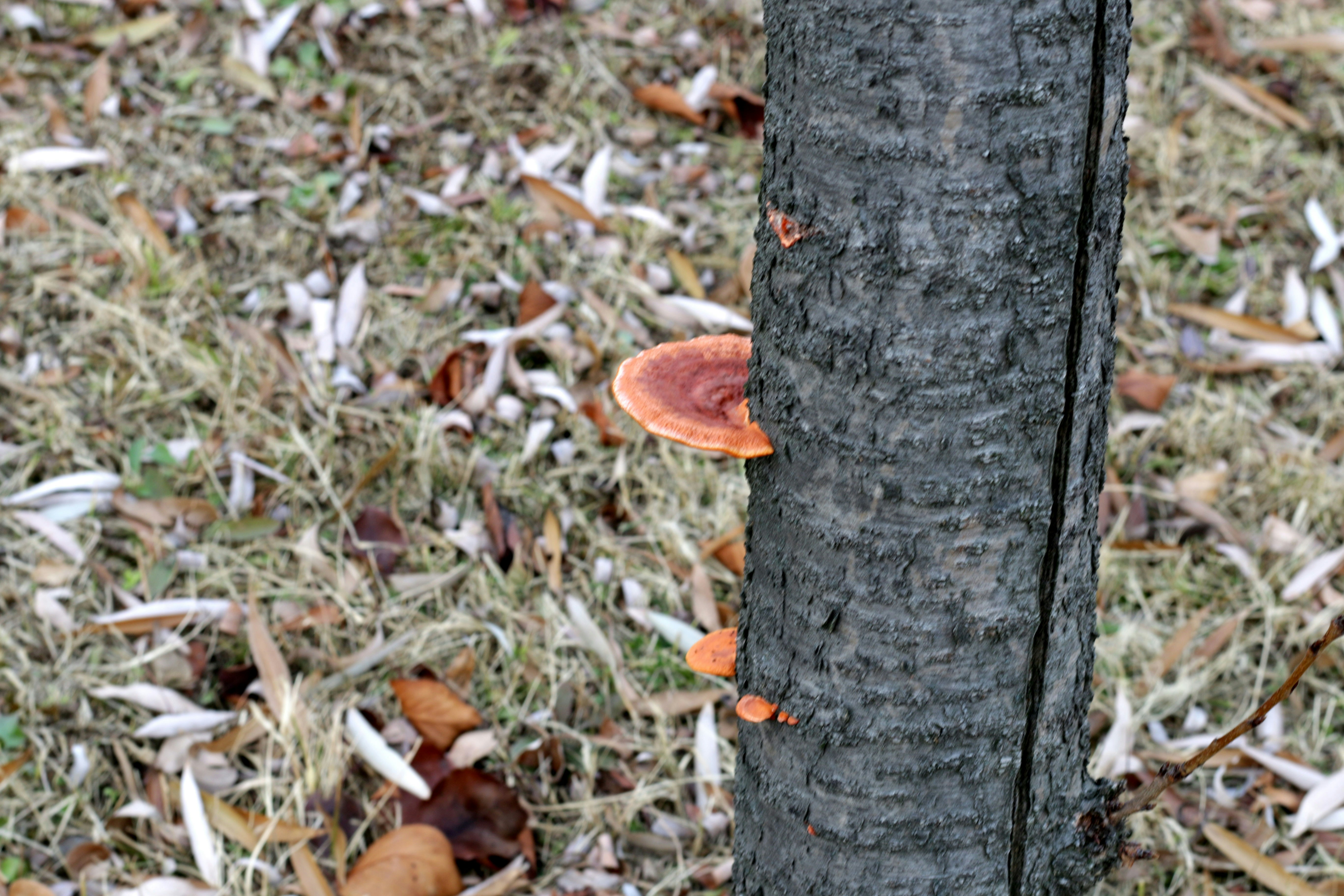 Cogumelos crescendo em um tronco de árvore