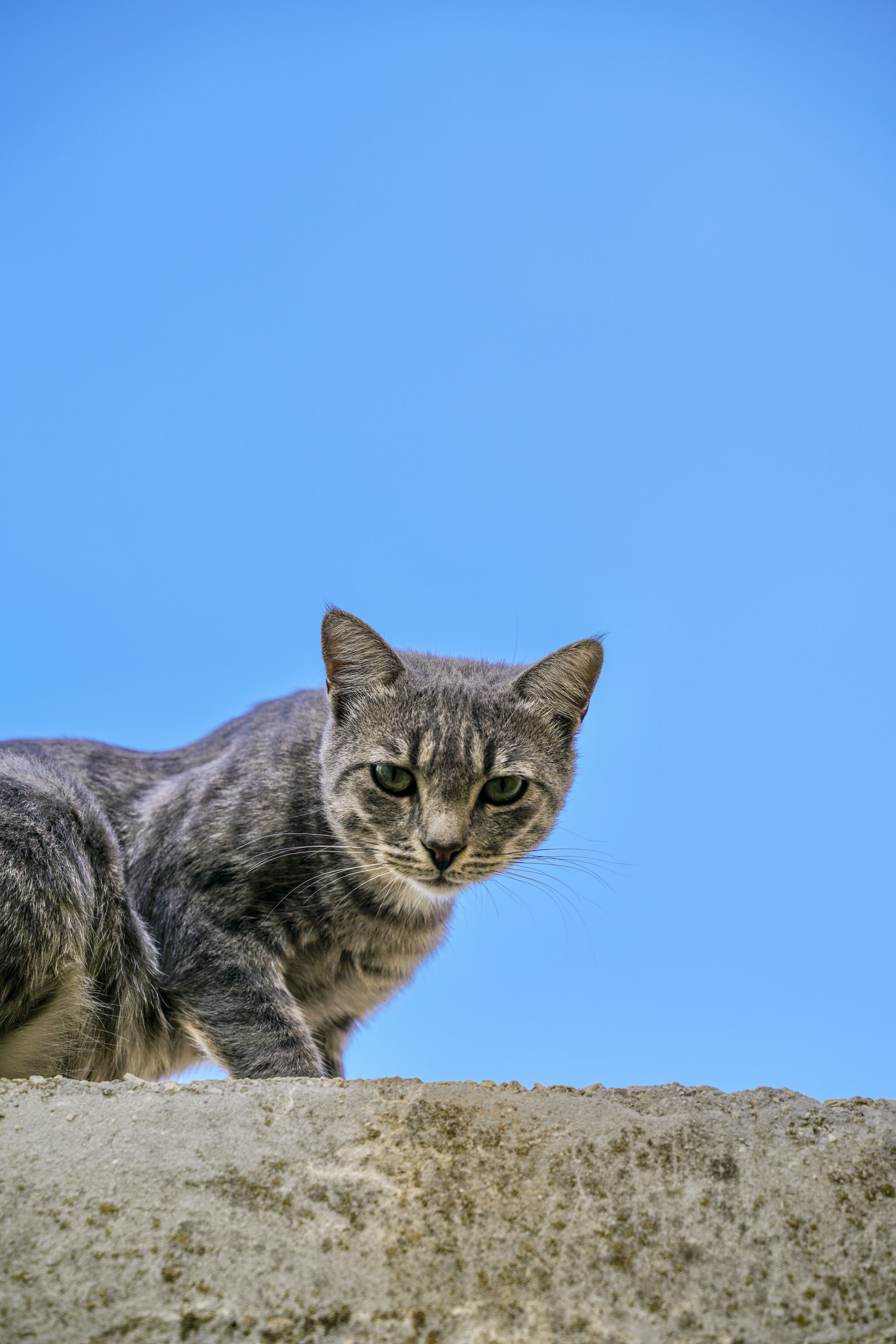 A grey tabby cat looks over a wall