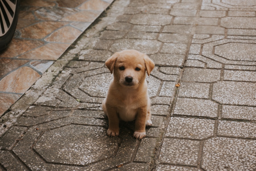 When Can a Puppy Go Outside? Vaccination Timeline and Safe Socialisation