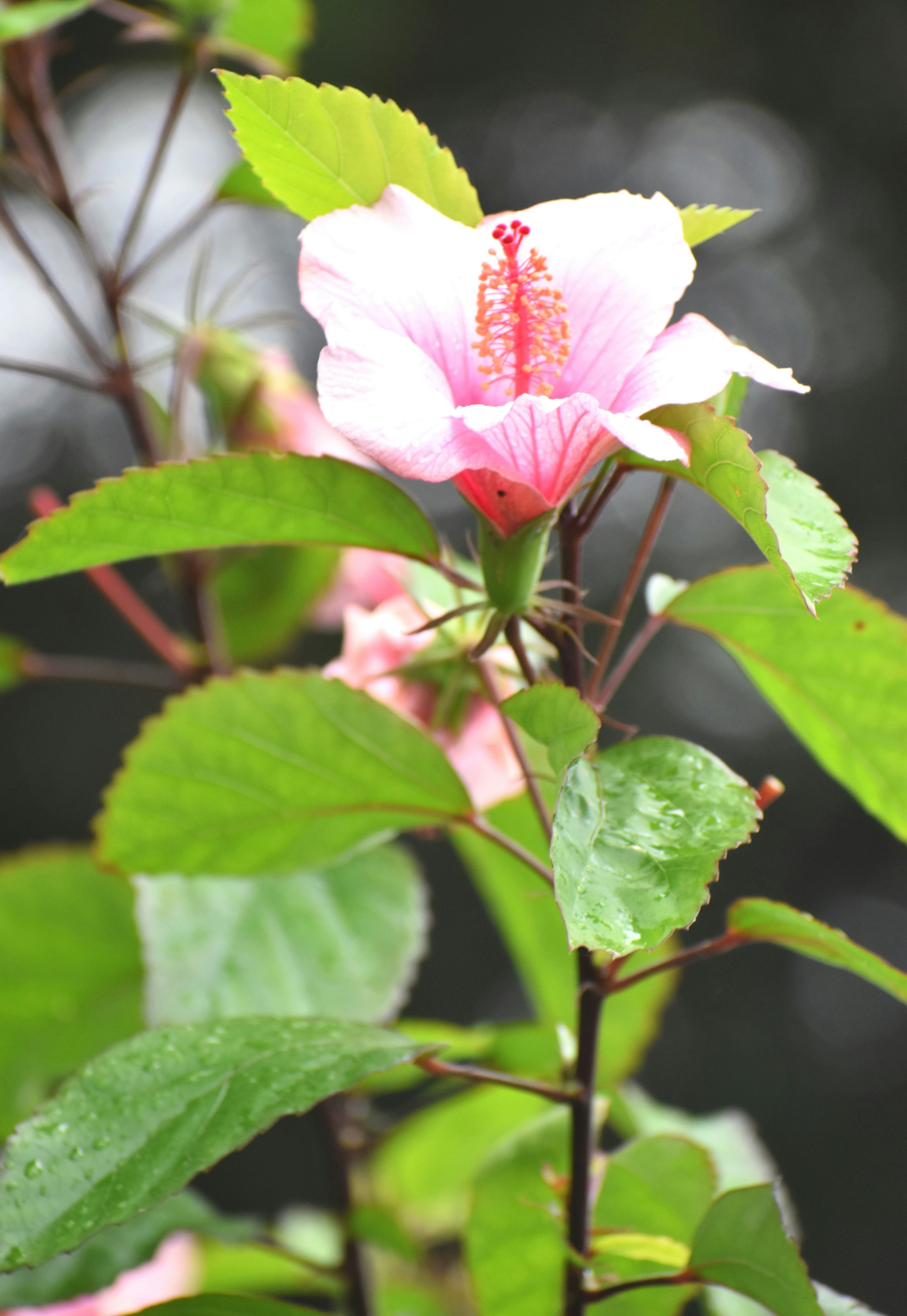A delicate pink hibiscus flower with green leaves.