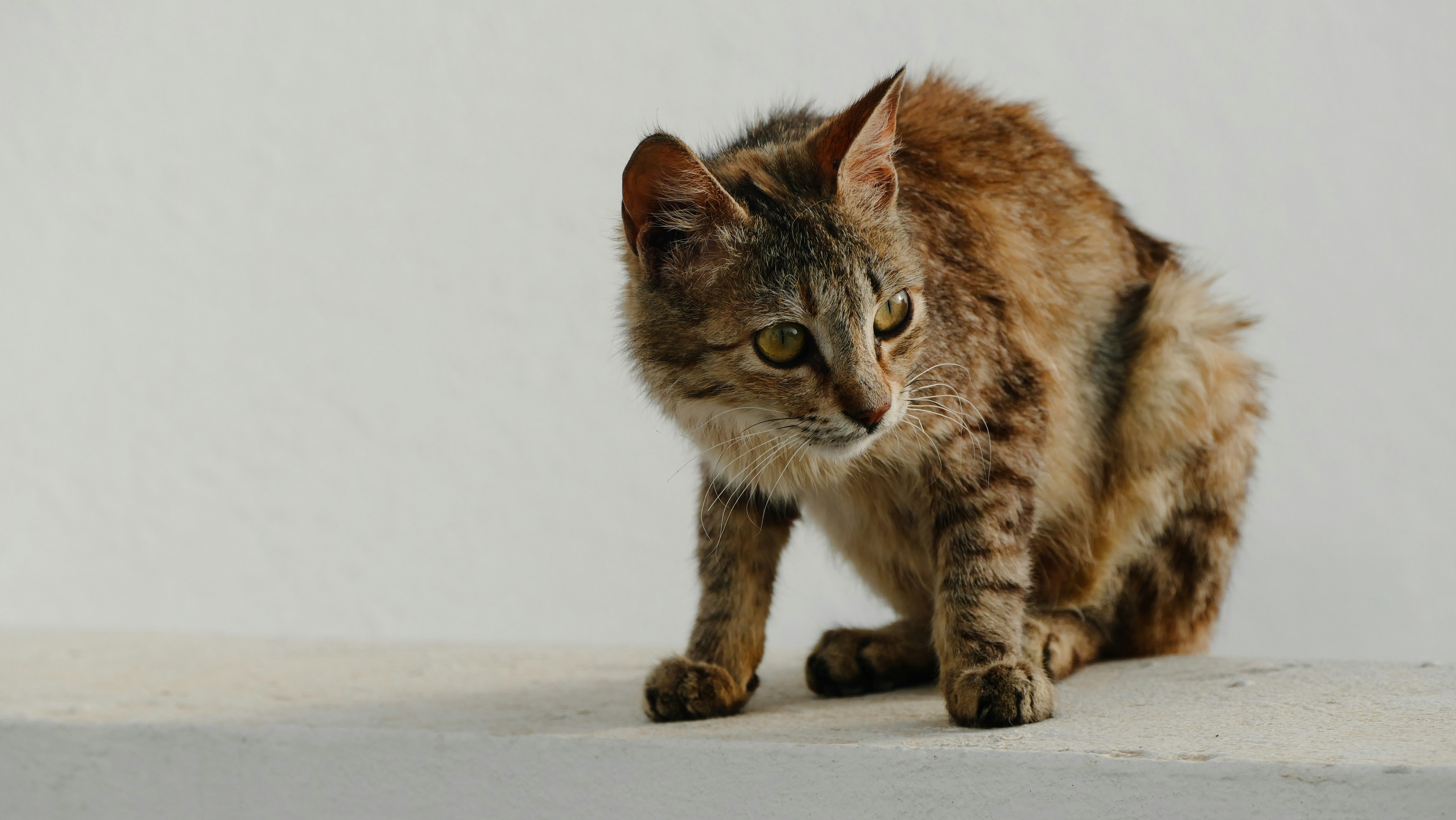 A tabby cat crouches on a ledge.