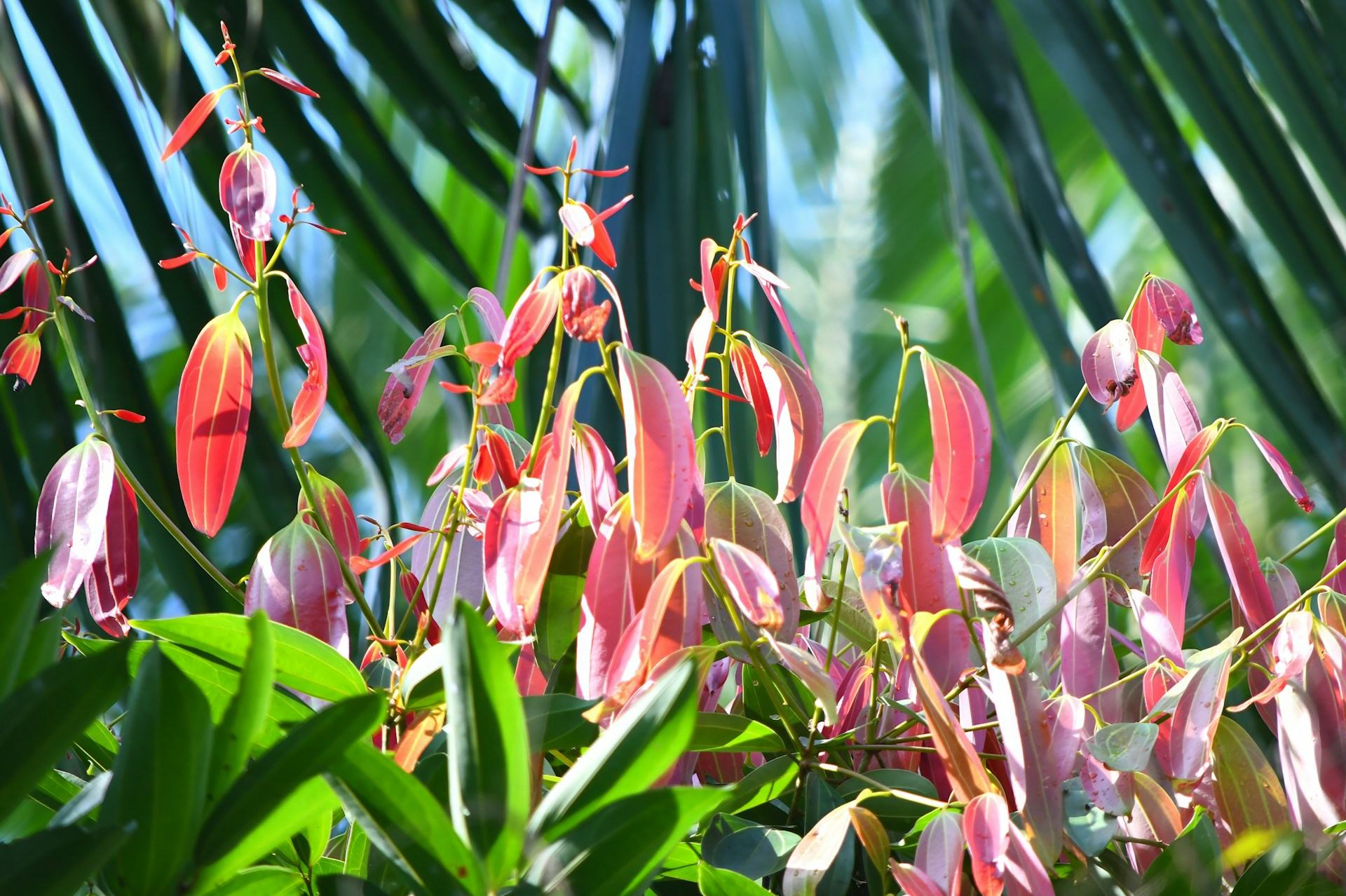 New red leaves on a tropical plant