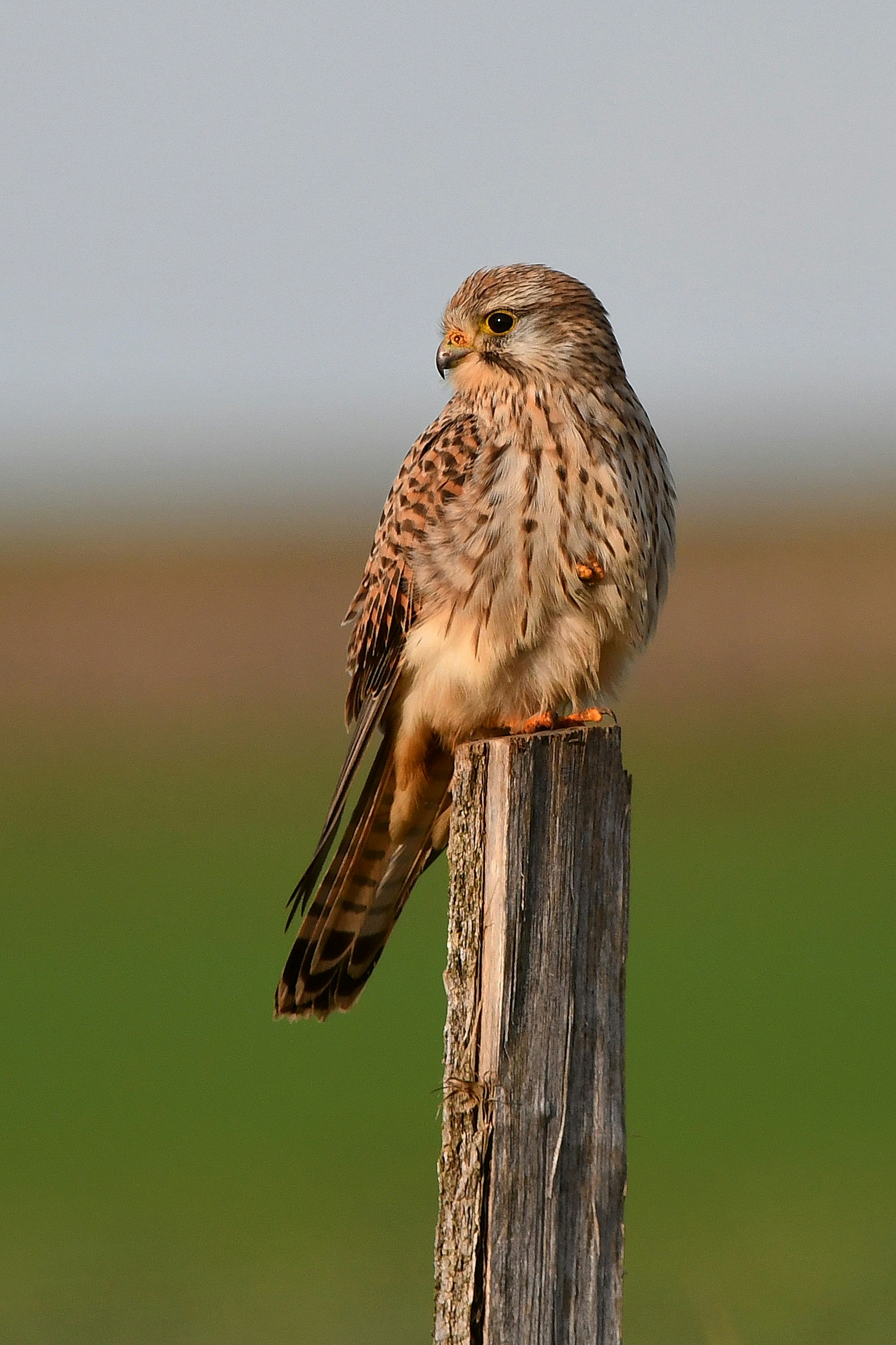 Photo by geraldine86170