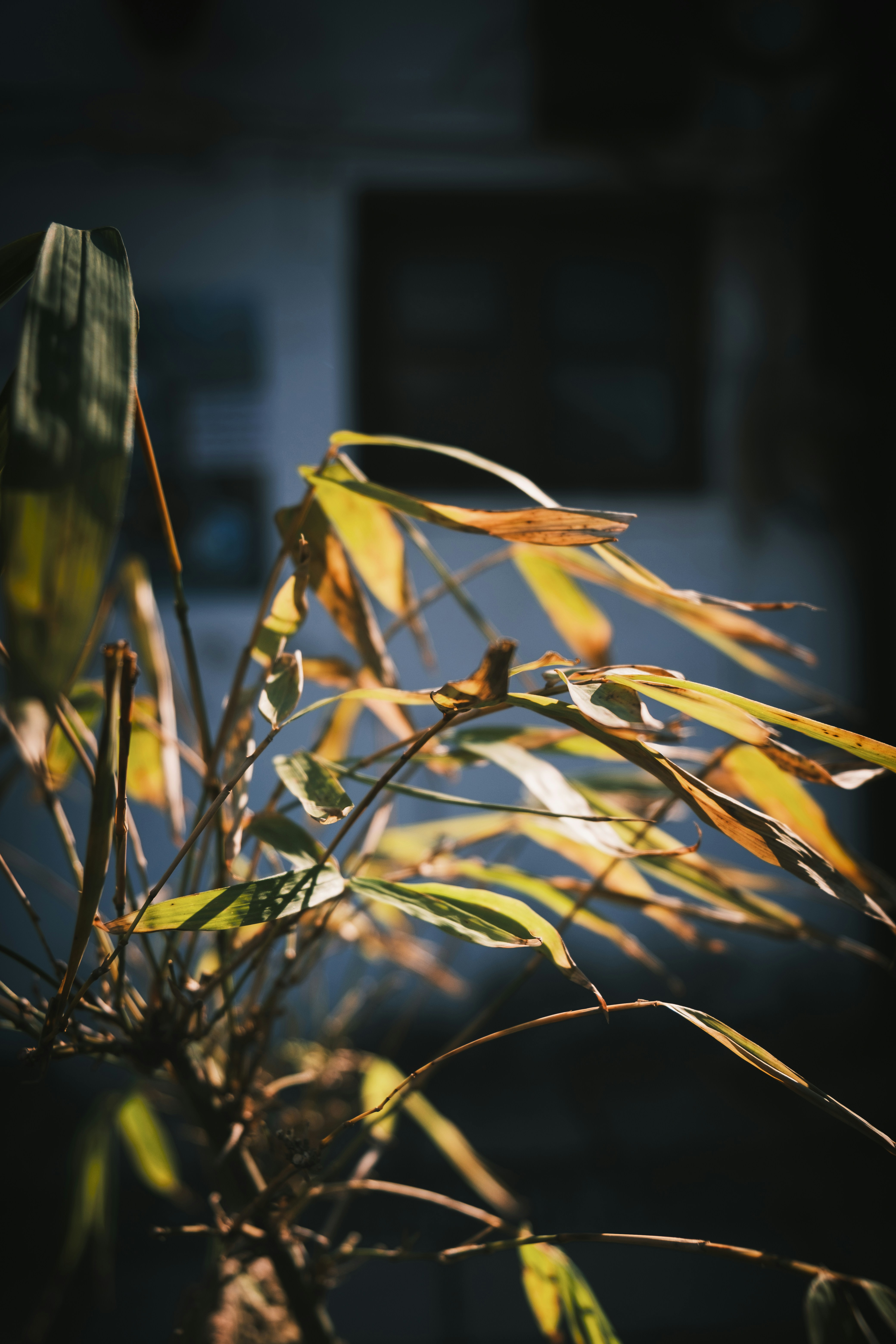 Sunlight illuminates dry bamboo leaves against dark background.
