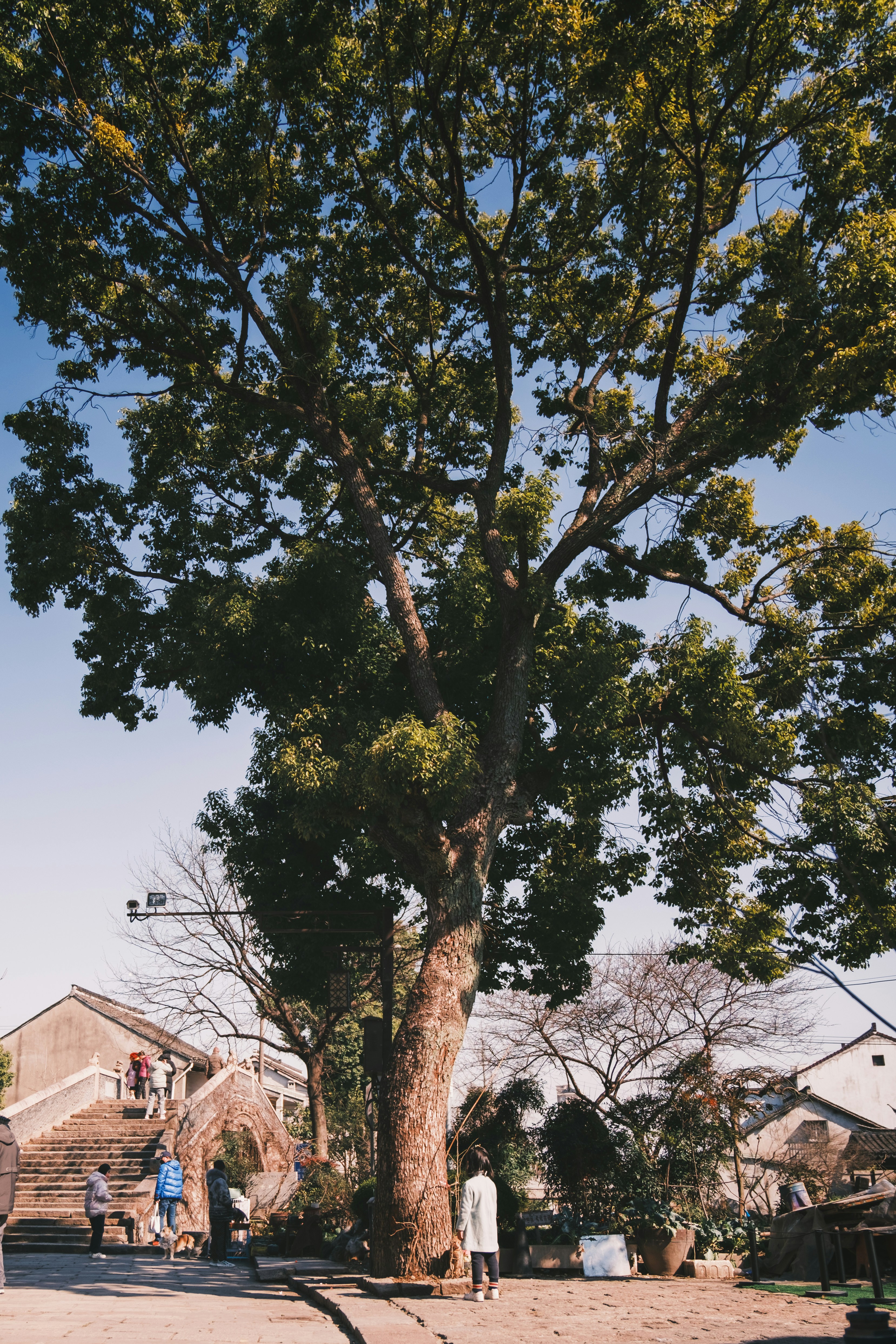 A large tree stands tall against a blue sky.