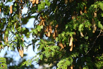 Tamarind pods hanging from a tree branch.