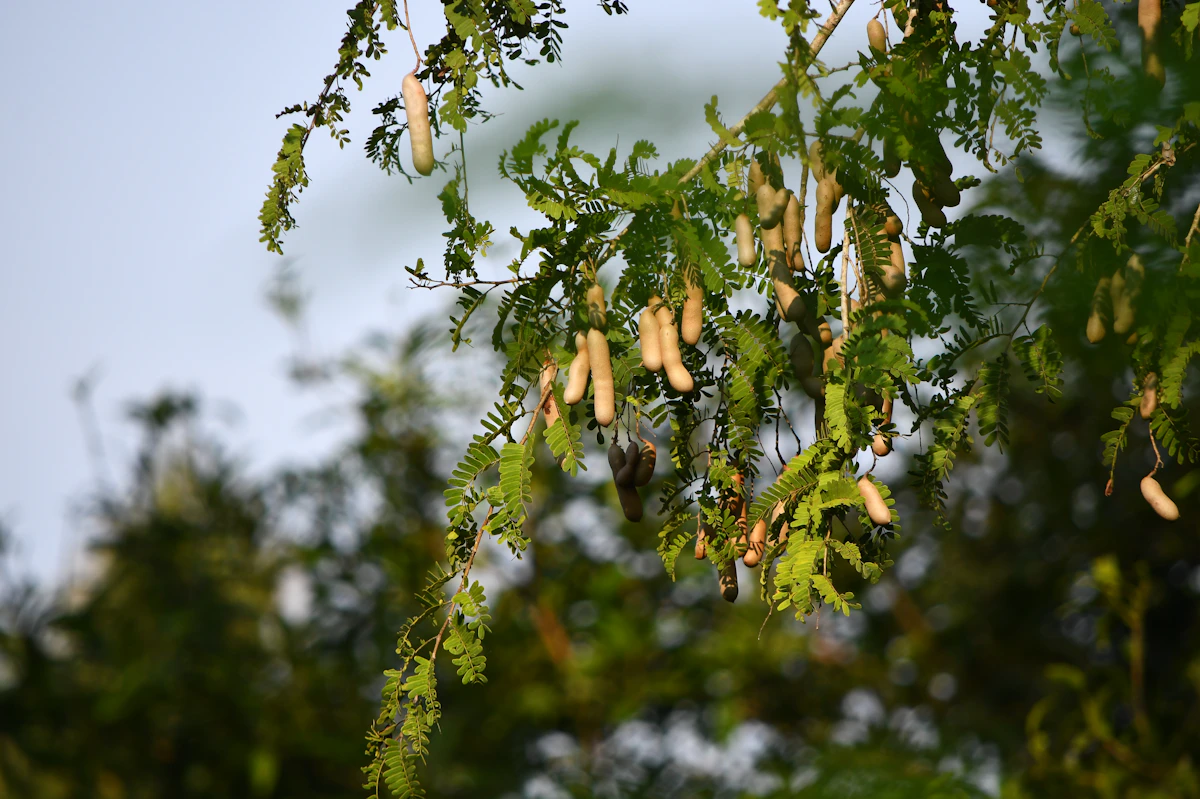 Tamarind Imli Growing India — 200 Year Tree Complete Encyclopedia
