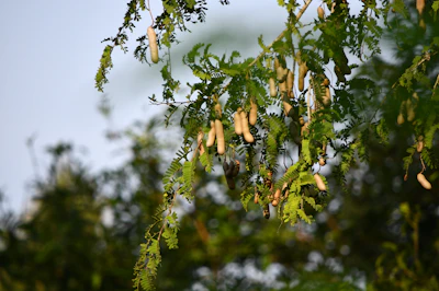 Tamarind Imli Growing India — 200 Year Tree Complete Encyclopedia