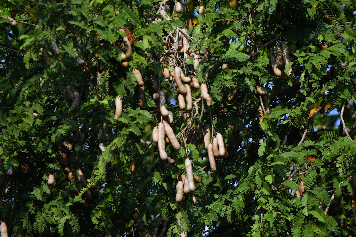 Tamarind pods hanging from a leafy tree branch
