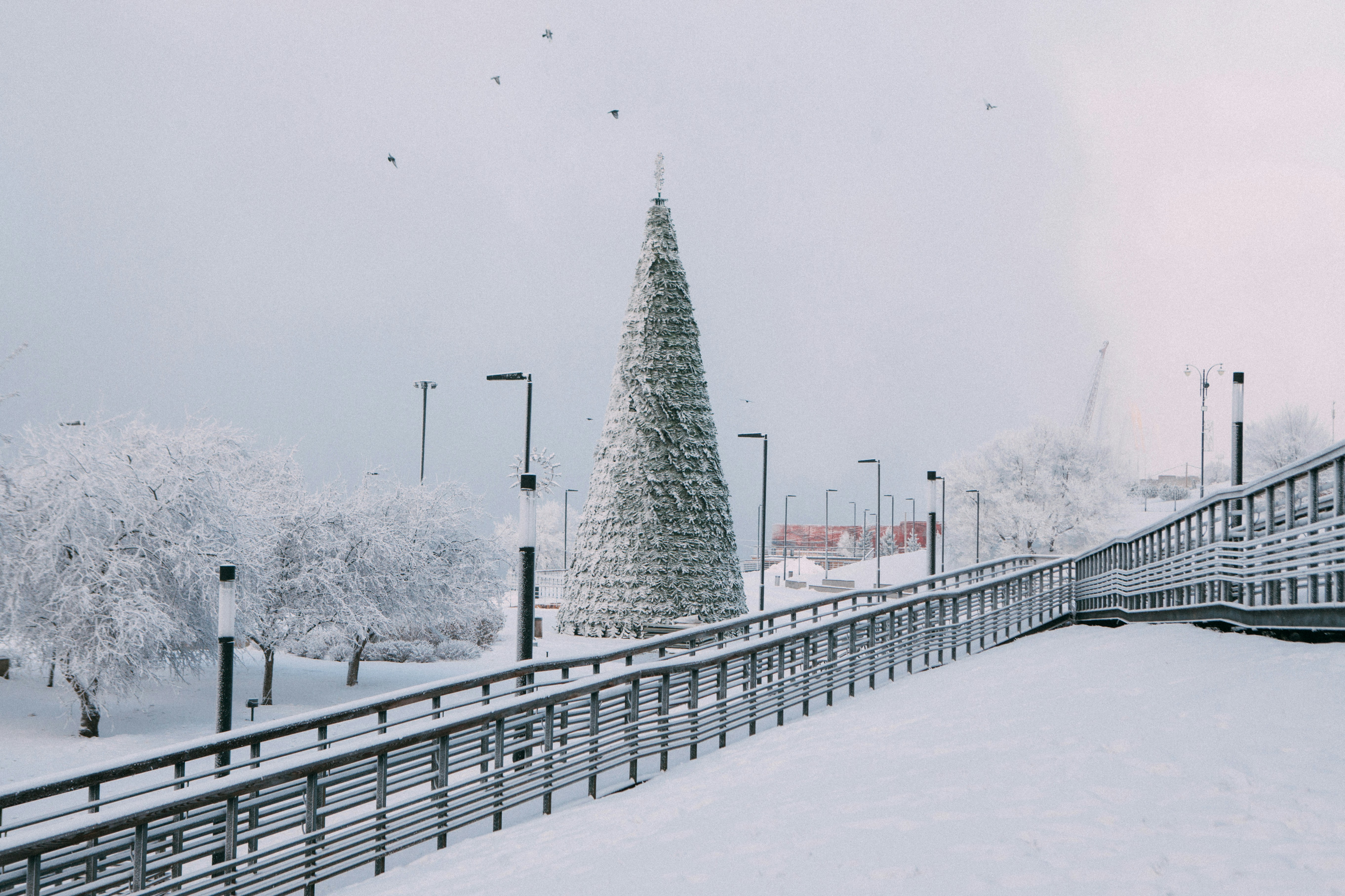 A large decorated tree in a snowy park.