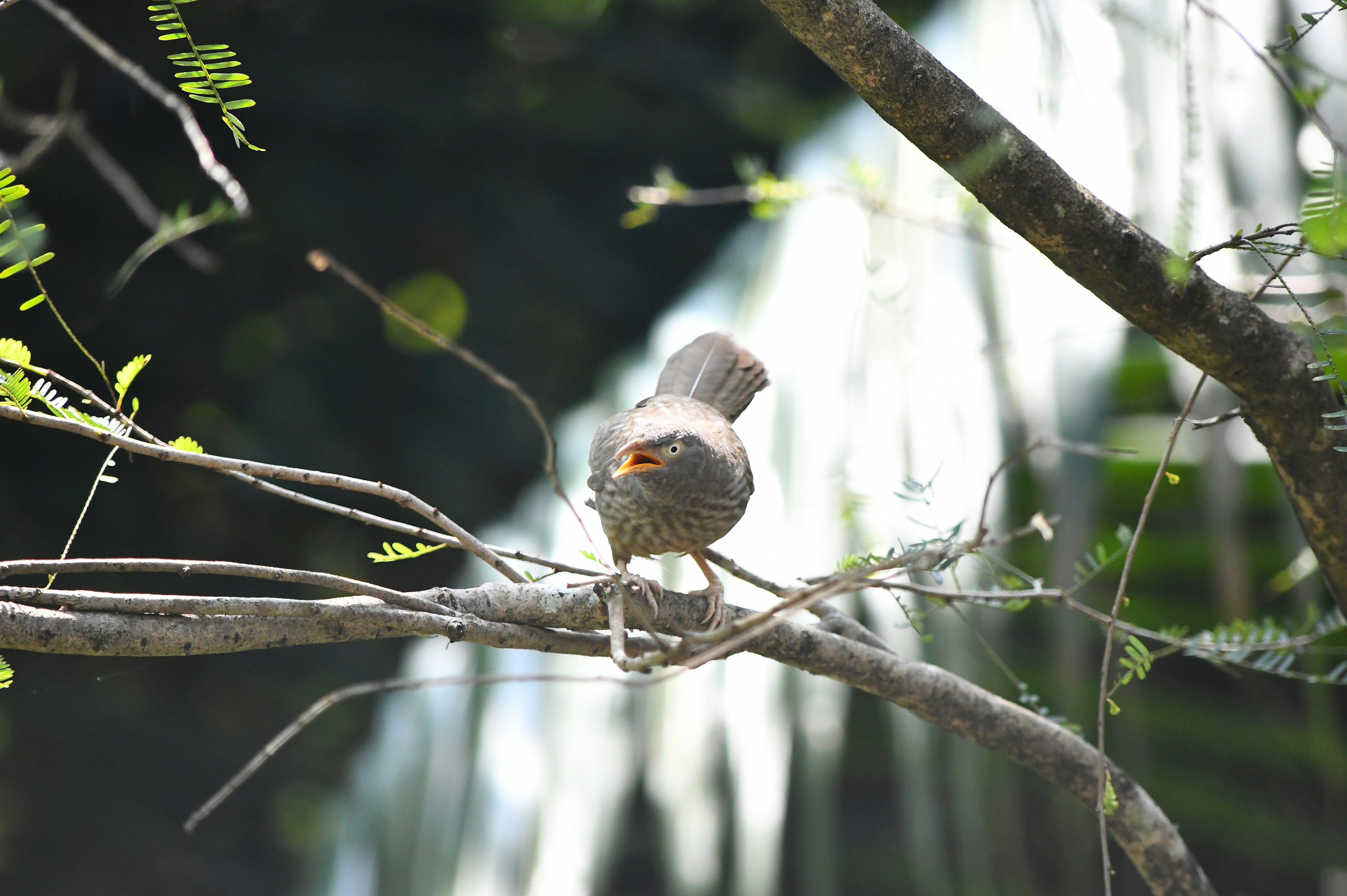 A bird perched on a branch with its mouth open.