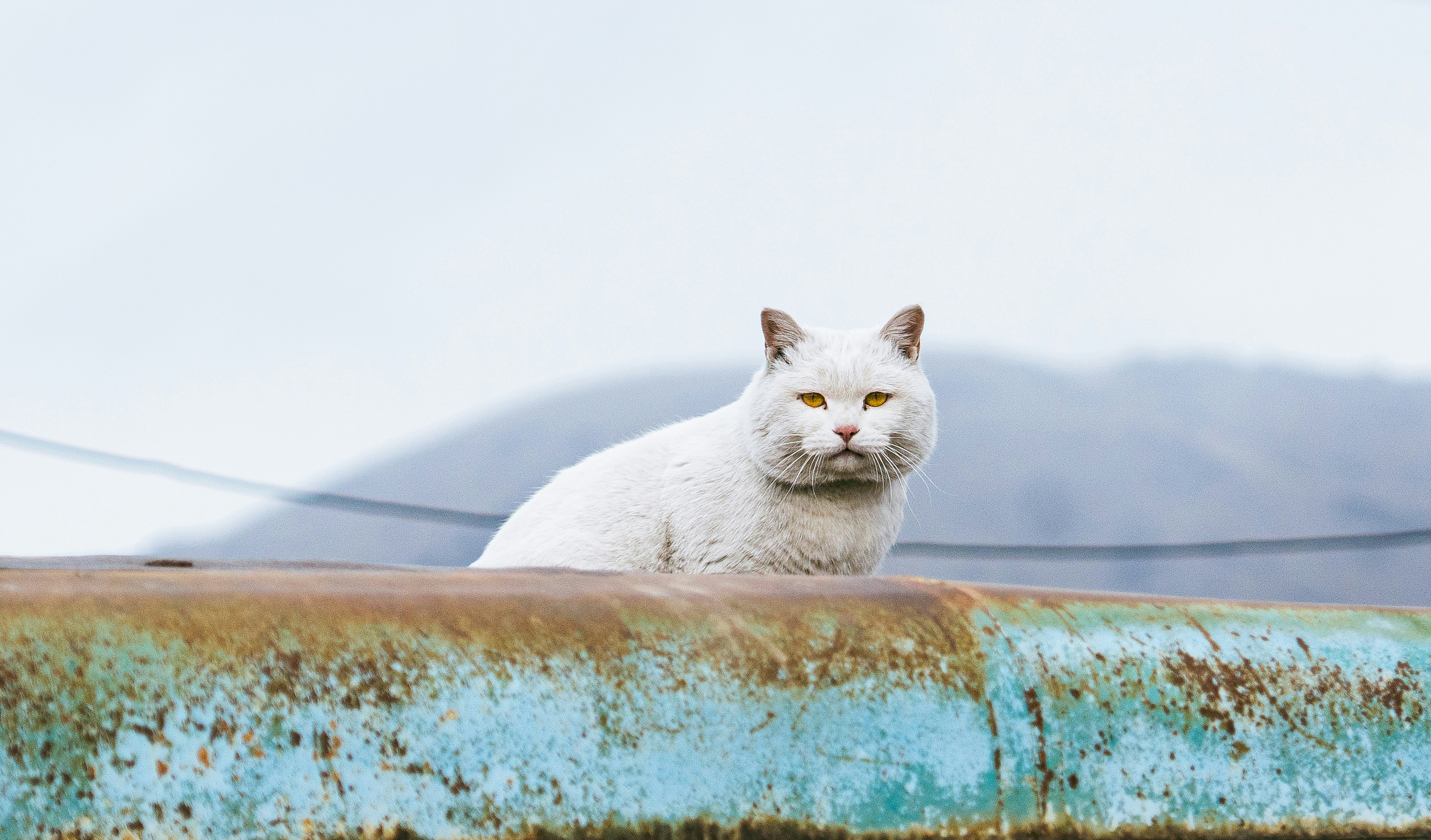 A white cat sits on a rusty railing. photo – Free Cat Image on Unsplash