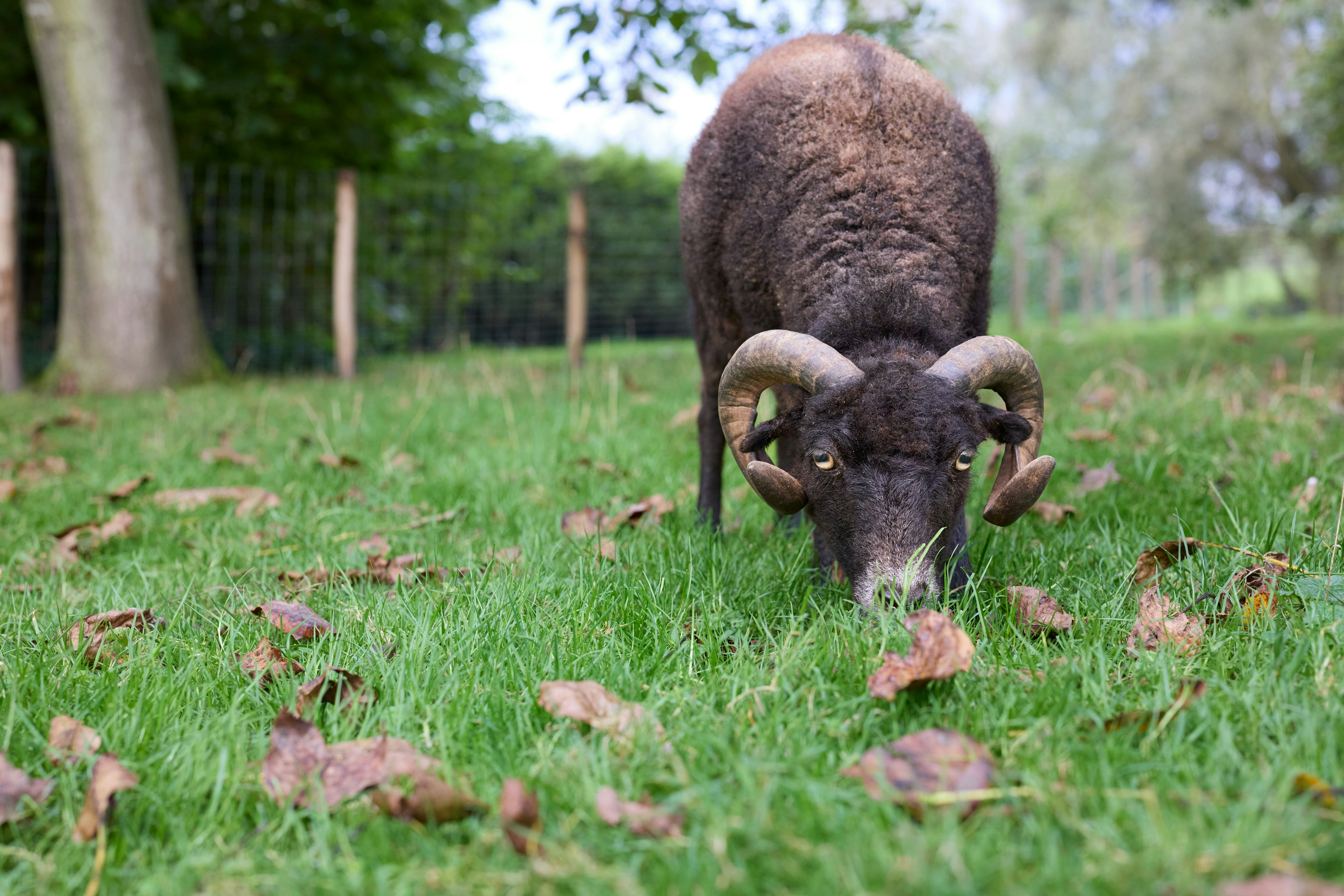 Photo by erwinbosman