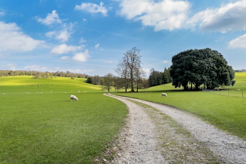 A winding dirt road through a green field with sheep.