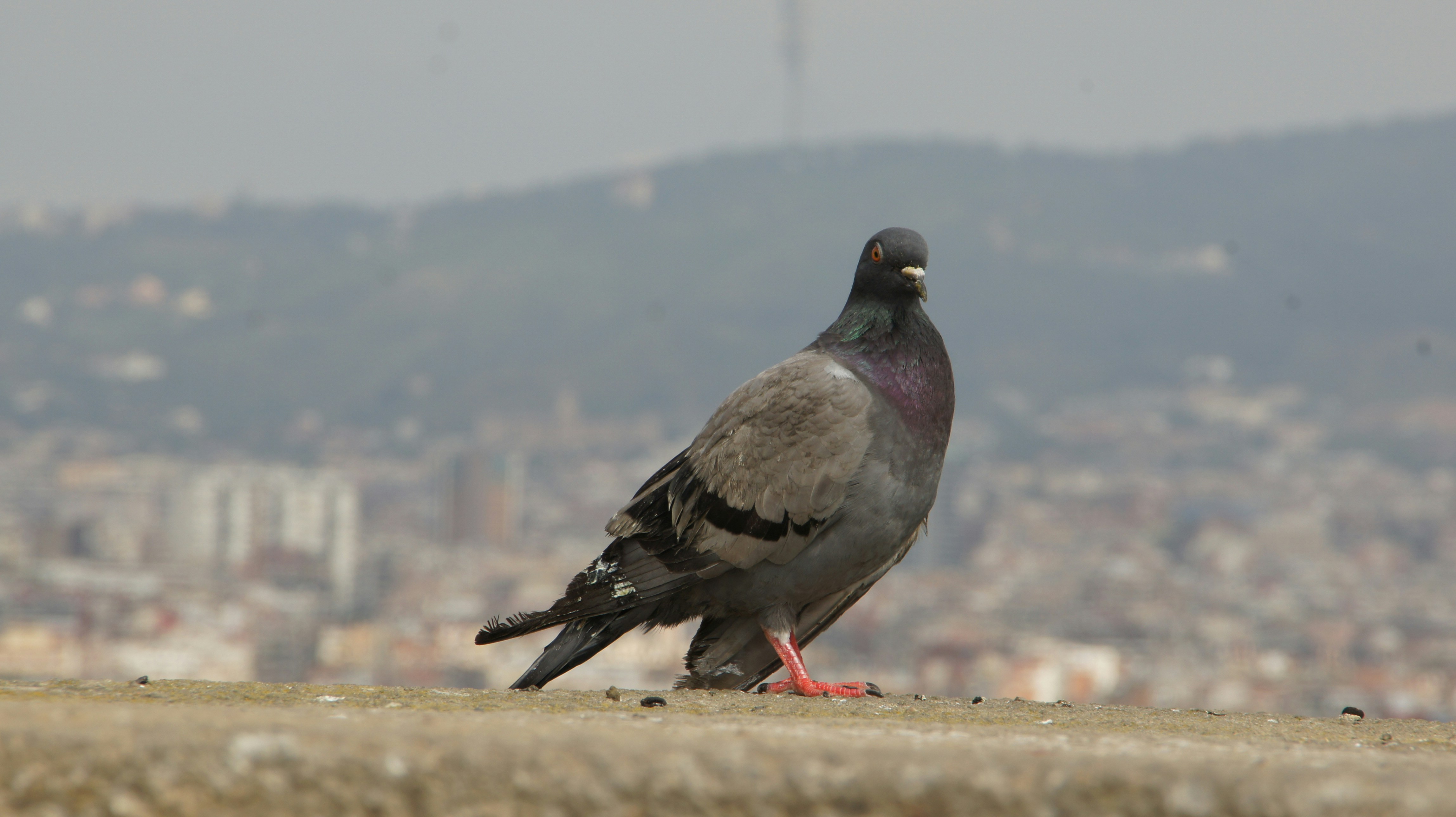 A pigeon stands on a wall with city in background