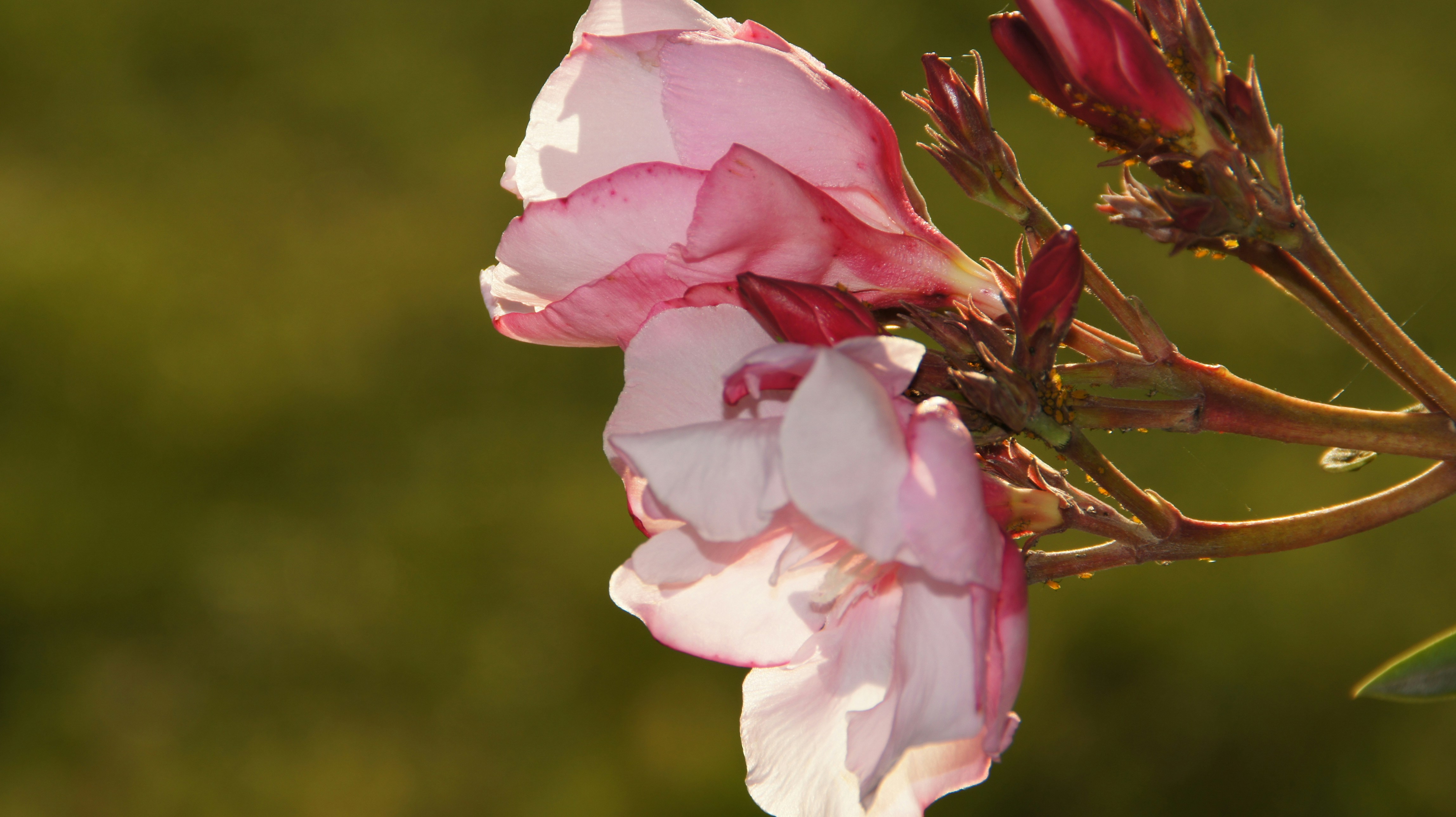 Photo by amuzenhardt