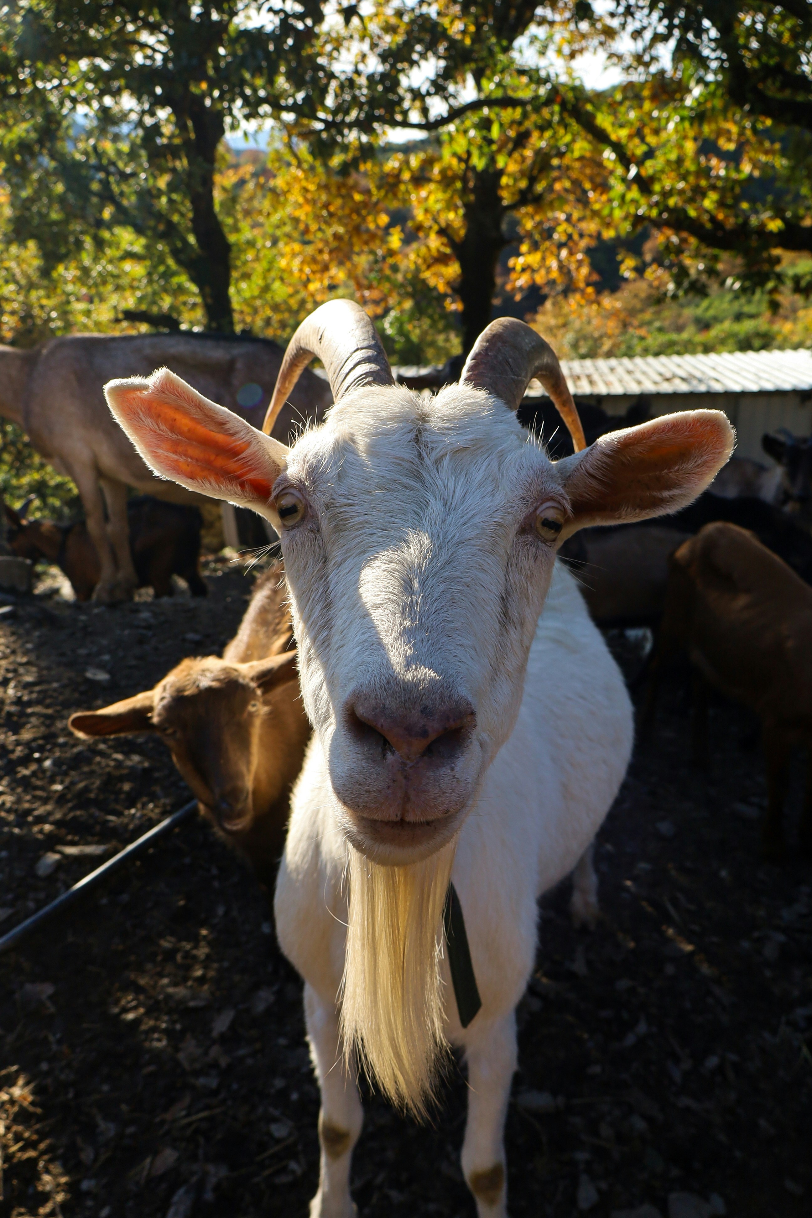 Une chèvre blanche aux longues cornes regarde la caméra.